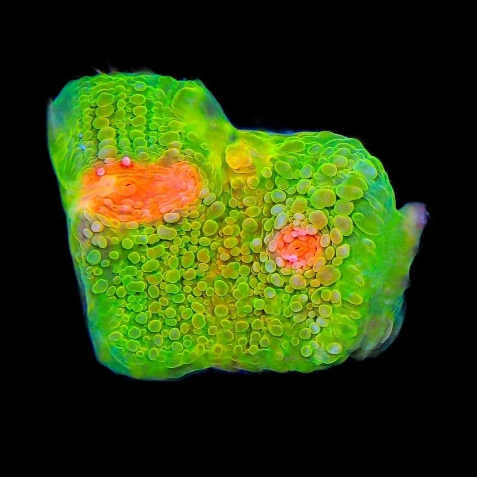 3G Mummy Eye Chalice Coral - Premium Live Coral for Saltwater Aquariums | Perfect for Reef Tanks & Marine Displays