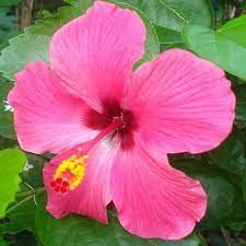 Rare Hibiscus Flower Plant - Healthy & Vibrant Tropical Flower for Home Garden, Landscaping, and Indoor Decor