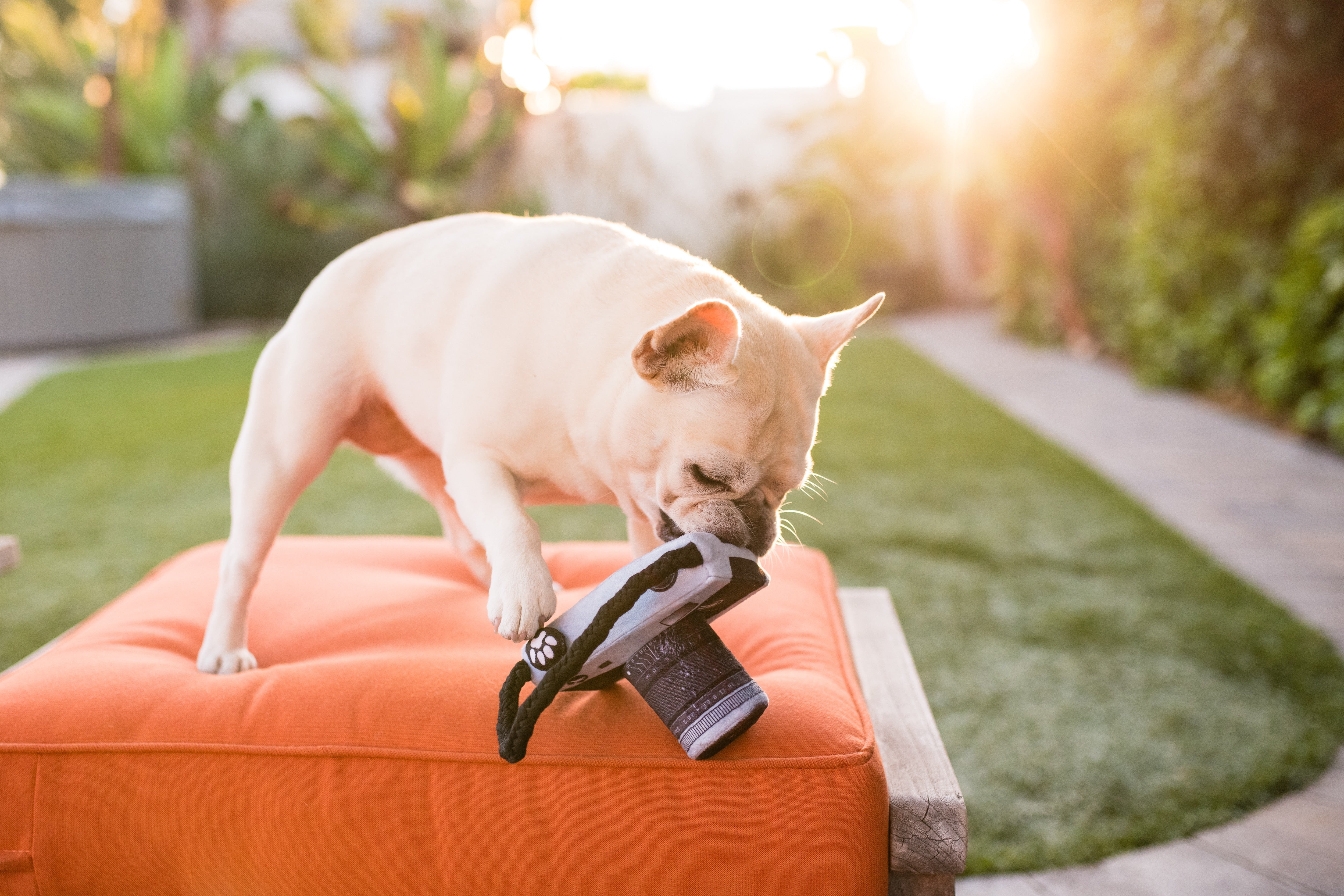 Globetrotter Plush Dog Toy Camera - Durable & Fun Chew Toy for Small & Large Dogs | Perfect for Playtime, Training & Travel