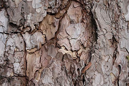 20x30 Inch Laminated Nature Tree Poster - High Quality Wood Texture Wall Art with Vibrant Colors - Perfect for Living Room, Bedroom & Office Decor
