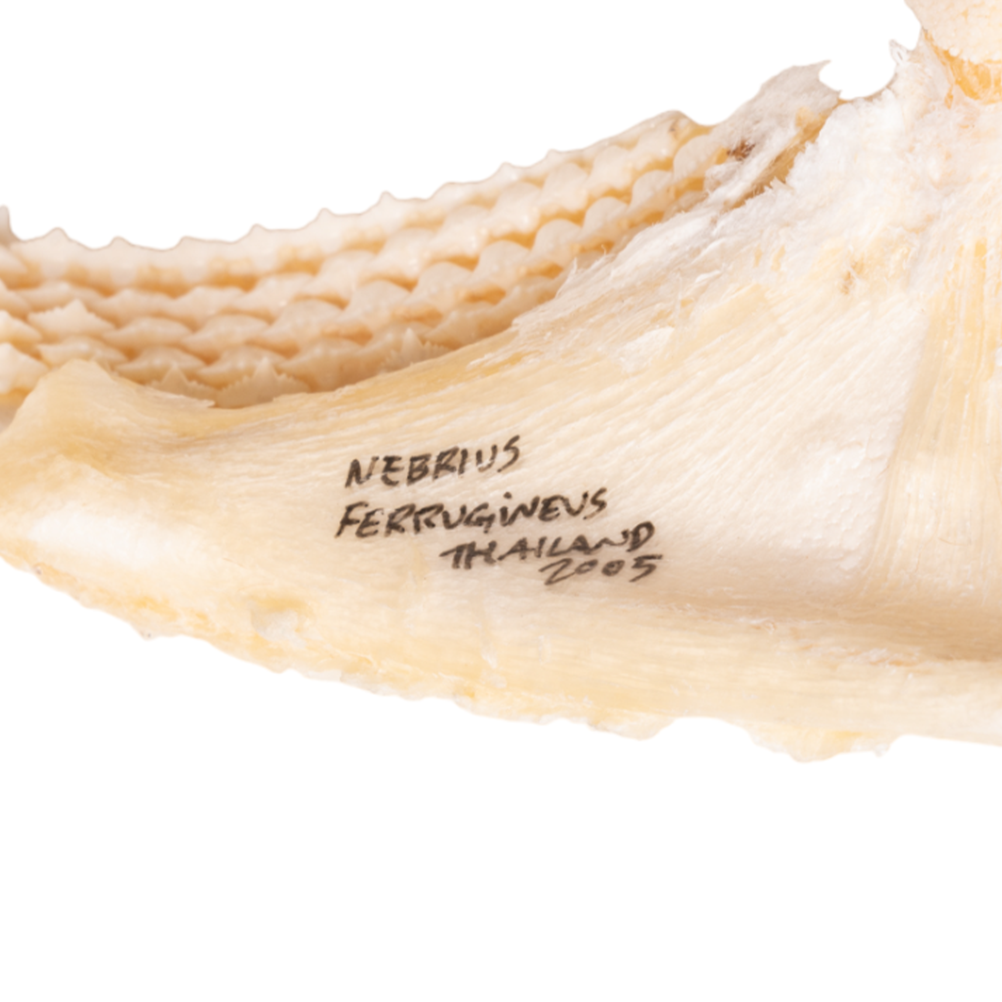 Authentic Tawny Nurse Shark Jaw - 7.5 Inches - Rare Marine Biology Specimen for Collectors & Home Decor - Perfect for Ocean-Themed Displays, Educational Projects & Unique Gifts
