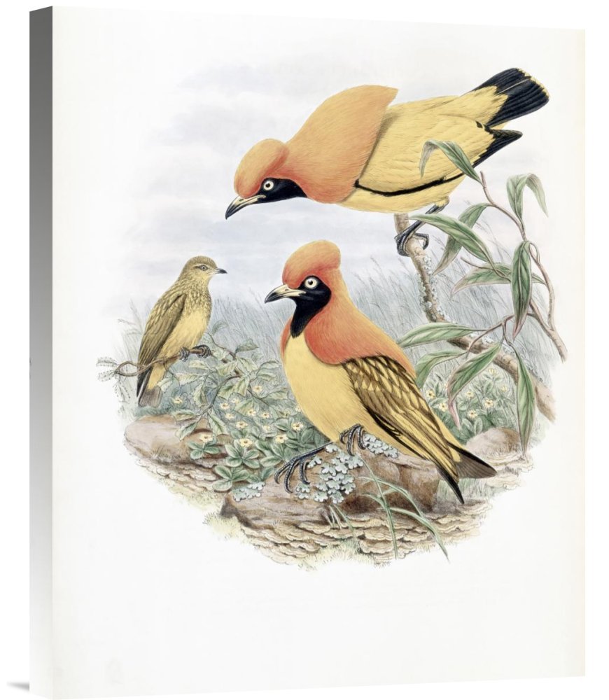 John Gould Golden Bird of Paradise Canvas Wall Art Print - Gallery Wrapped Giclee Reproduction - Tropical Home & Office Decor - Perfect for Living Room, Bedroom or Office Wall Decor