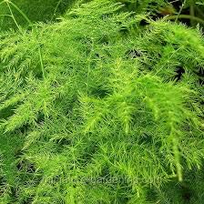 Two Fern Leaf Plumosus Asparagus Fern - 4 Inch Pot - Easy to Grow Indoor Houseplant - Perfect for Home Decor, Office Plants & Gift Ideas