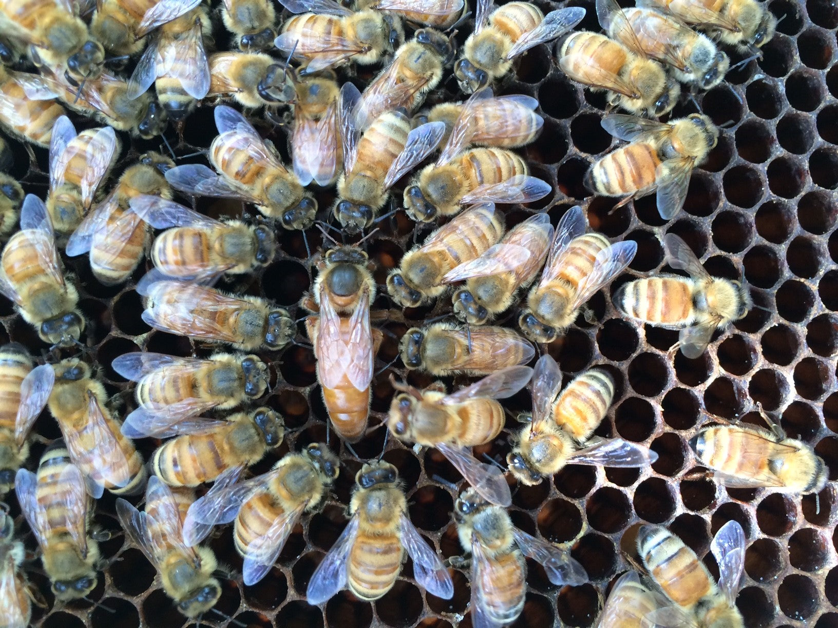 Italian Hybrid Queen Bees Raised in Oregon | Premium Honeybee Queens for Sale | Perfect for Beekeeping & Sustainable Pollination