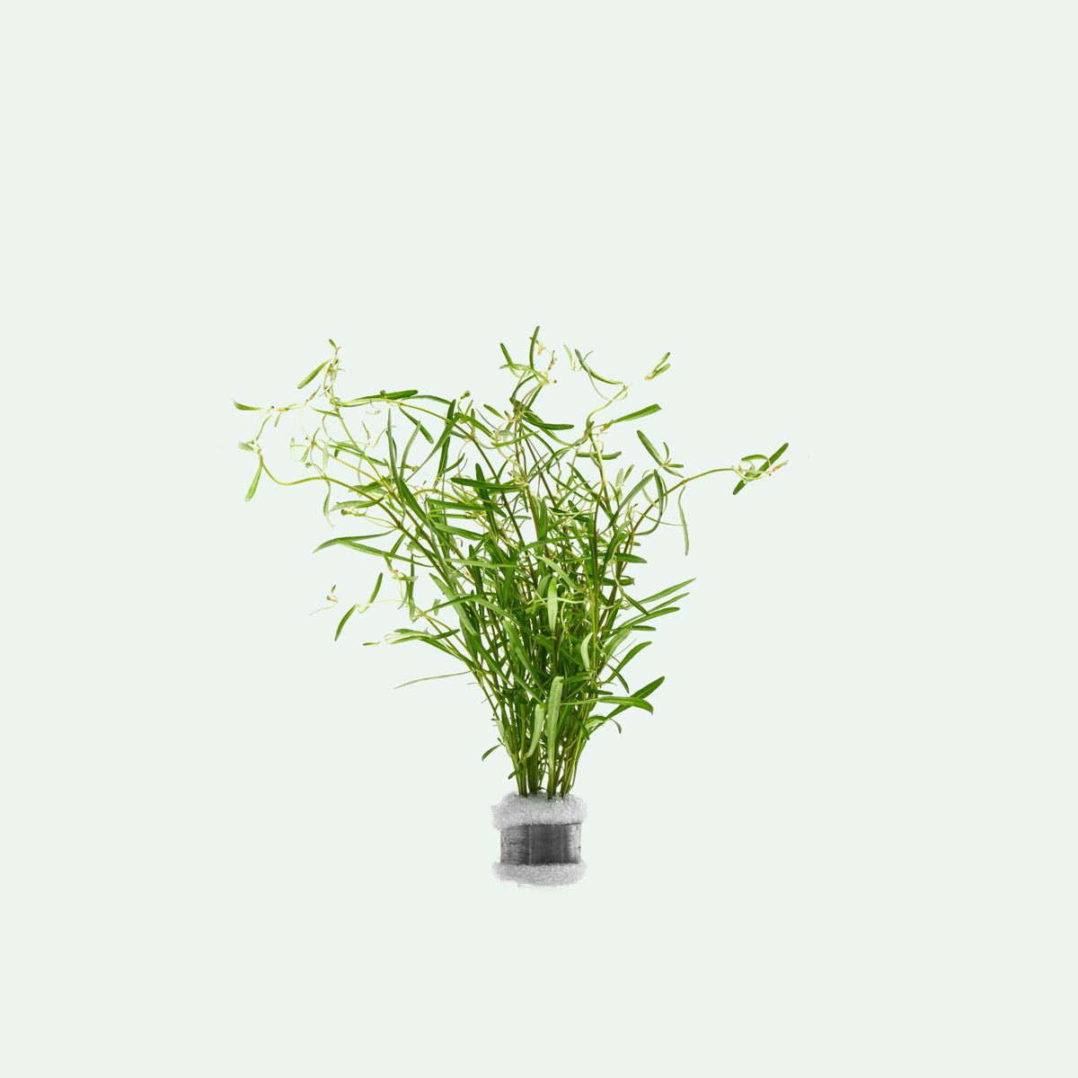 Rotala Red Cross Aquatic Plant for Freshwater Aquariums - Perfect for Aquascaping, Fish Tanks, and Planted Aquariums