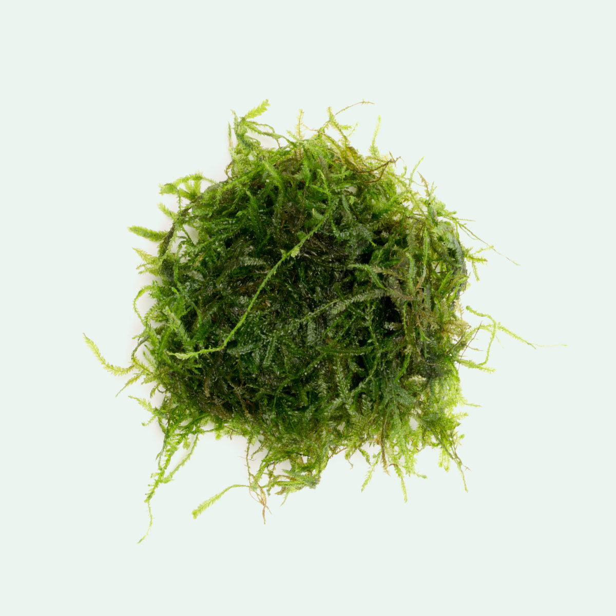 Spiky Moss for Aquariums - Live Aquatic Plant for Fish Tanks, Terrariums & Paludariums - Perfect for Aquascaping & Natural Habitat Decoration