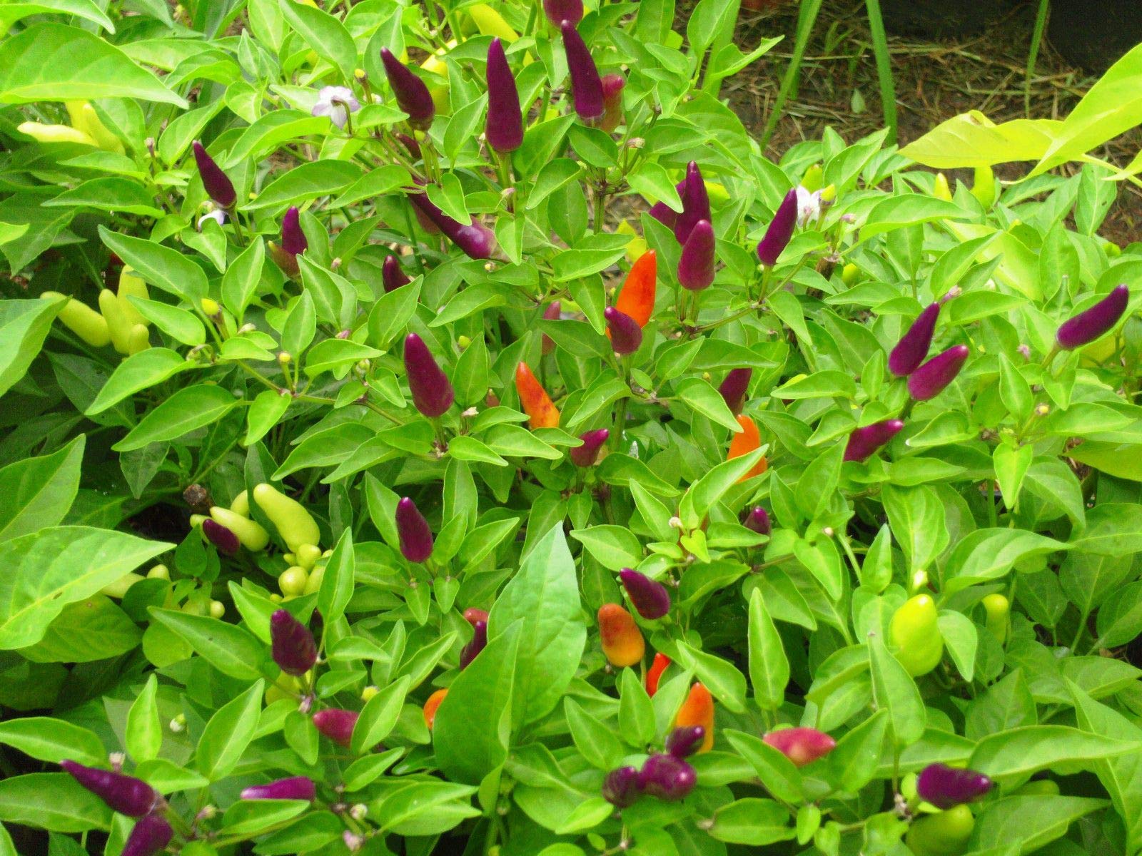 Sangria Ornamental Pepper Seeds - Non-Heat Decorative Plant, 10 Count - Perfect for Home Gardens, Landscaping & Container Planting