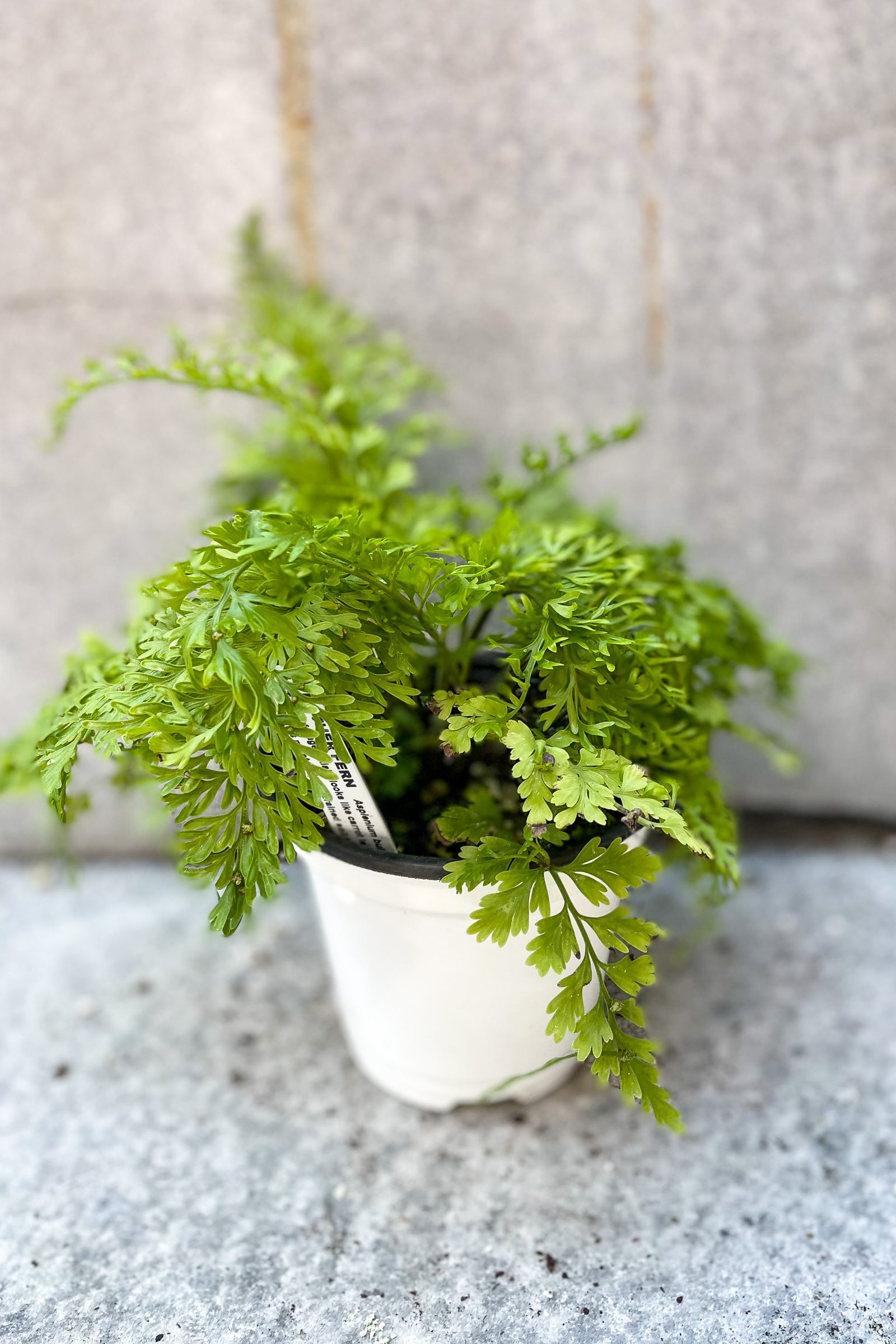 Buy Asplenium Bulbiferum Mother Fern - 4