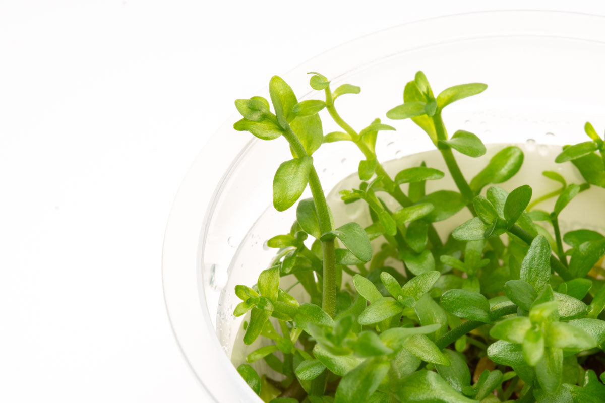 Premium Bacopa Caroliniana Tissue Culture - Live Aquatic Plant for Freshwater Aquariums | Perfect for Fish Tanks, Aquascaping & Natural Decorations
