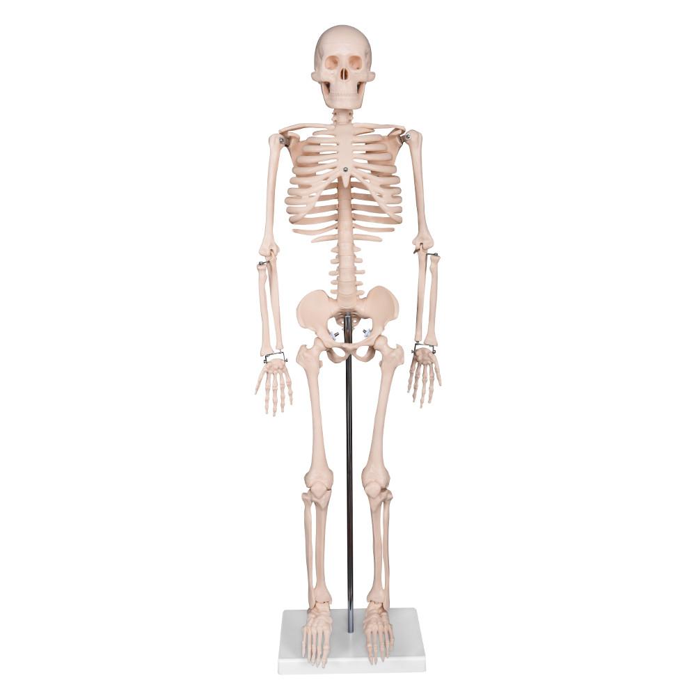 66fit Medium Anatomical Skeleton Model - 85cm Human Body Skeleton for Medical Study, Science Classroom & Halloween Decor | Perfect for Students, Teachers & Doctors