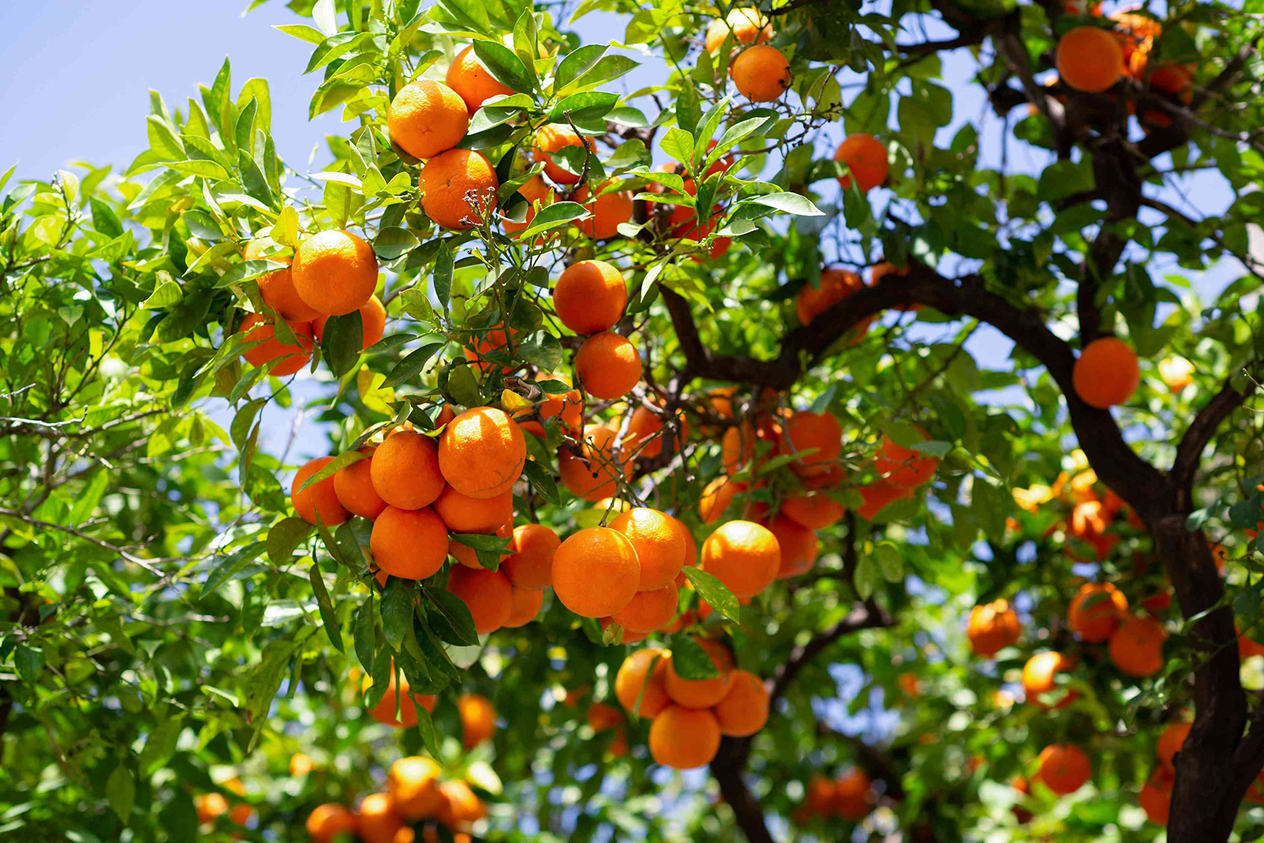 40PCS Lemon, 10PCS Cherry, 40PCS Orange, 40PCS Apple, 40PCS Passion Fruit, 10PCS Blueberry Seeds for Planting - Non-GMO Mixed Fruit Seeds Kit for Home Garden, Backyard Farming & DIY Planting Projects