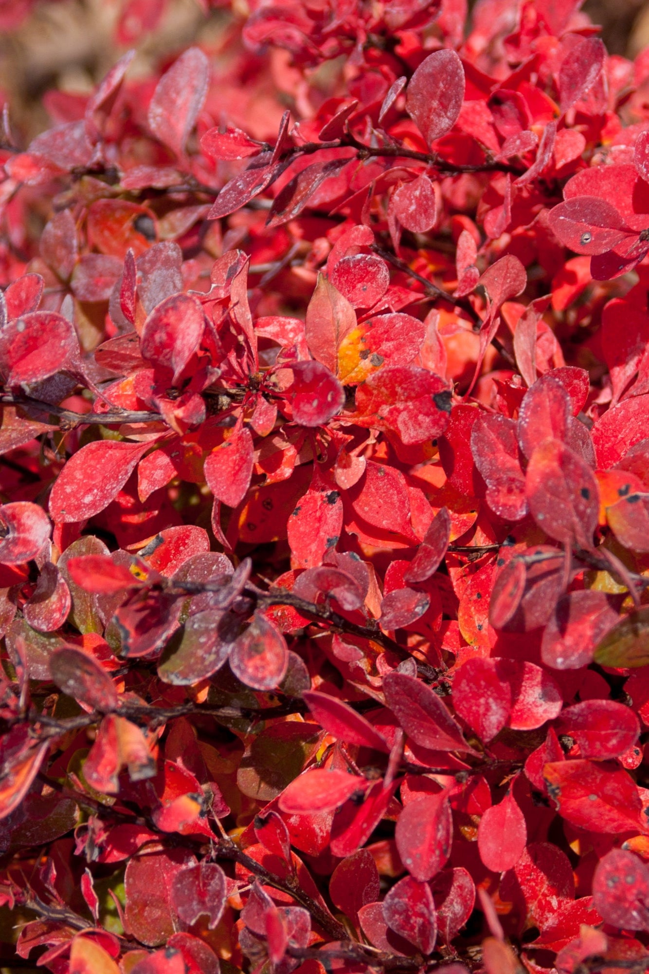 Limoncello Japanese Barberry (Berberis thunbergii) #2 - Vibrant Yellow Hedge Plant for Landscaping & Garden Borders