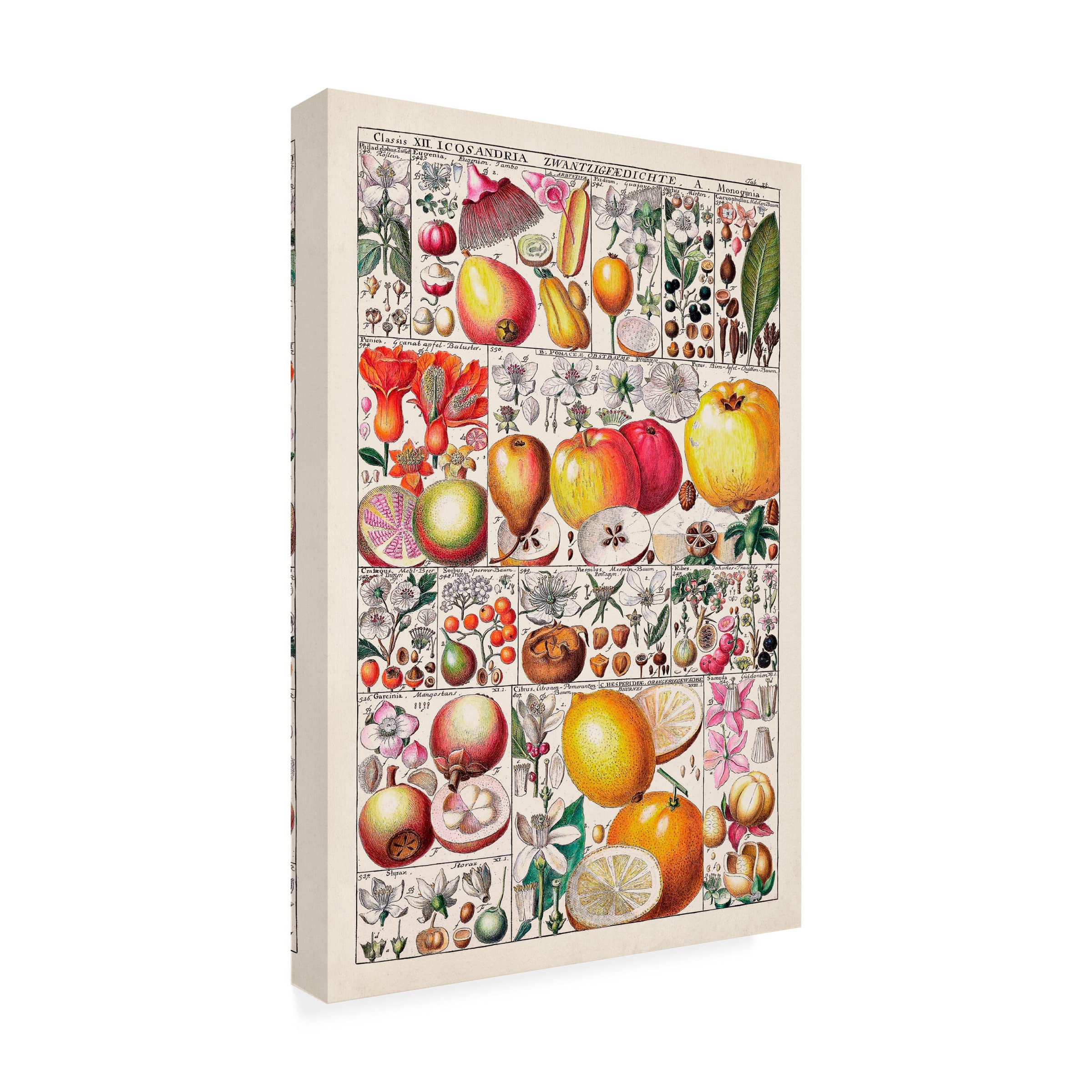Trademark Fine Art 'Fruit Chart' Canvas Wall Art Print - 30x47 Inches - Vibrant Kitchen Decor & Dining Room Wall Decor - Perfect for Home, Restaurant, or Cafe Decorations