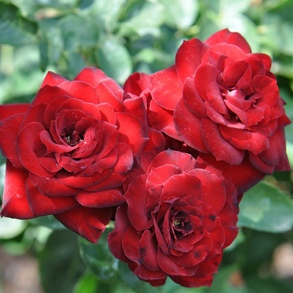 Black Ice Red Rose Bush - Heirloom Roses Live Plant for Outdoor Planting | Fragrant Blooming Shrub for Gardens, Landscaping & Patio Decor