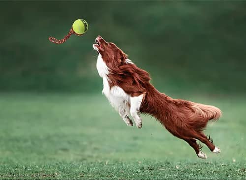 PetSport Giant Fling Thing Dog Toy - 4-Inch Durable Fetch Toy for Large Dogs, Outdoor Play & Training | Perfect for Beach, Park & Backyard Fun