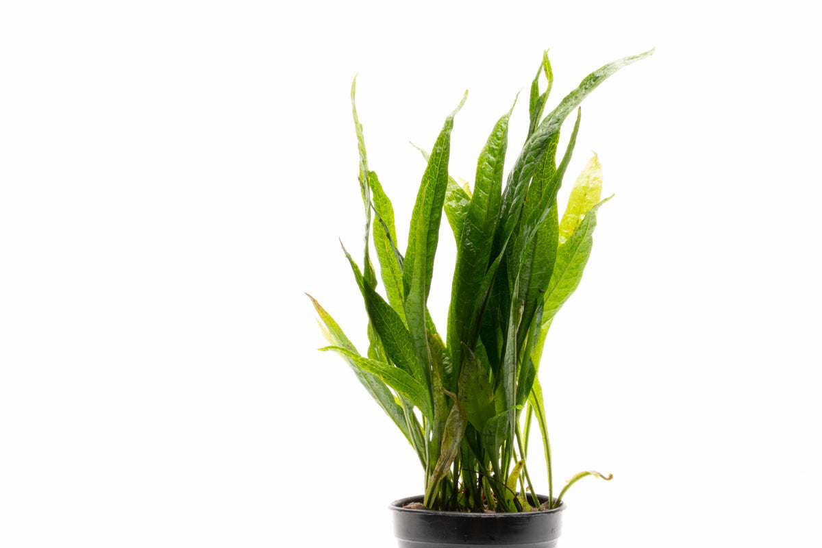 Microsorum Pteropus Black Forest Aquatic Plant - Live Java Fern for Freshwater Aquariums, Fish Tanks & Aquascaping