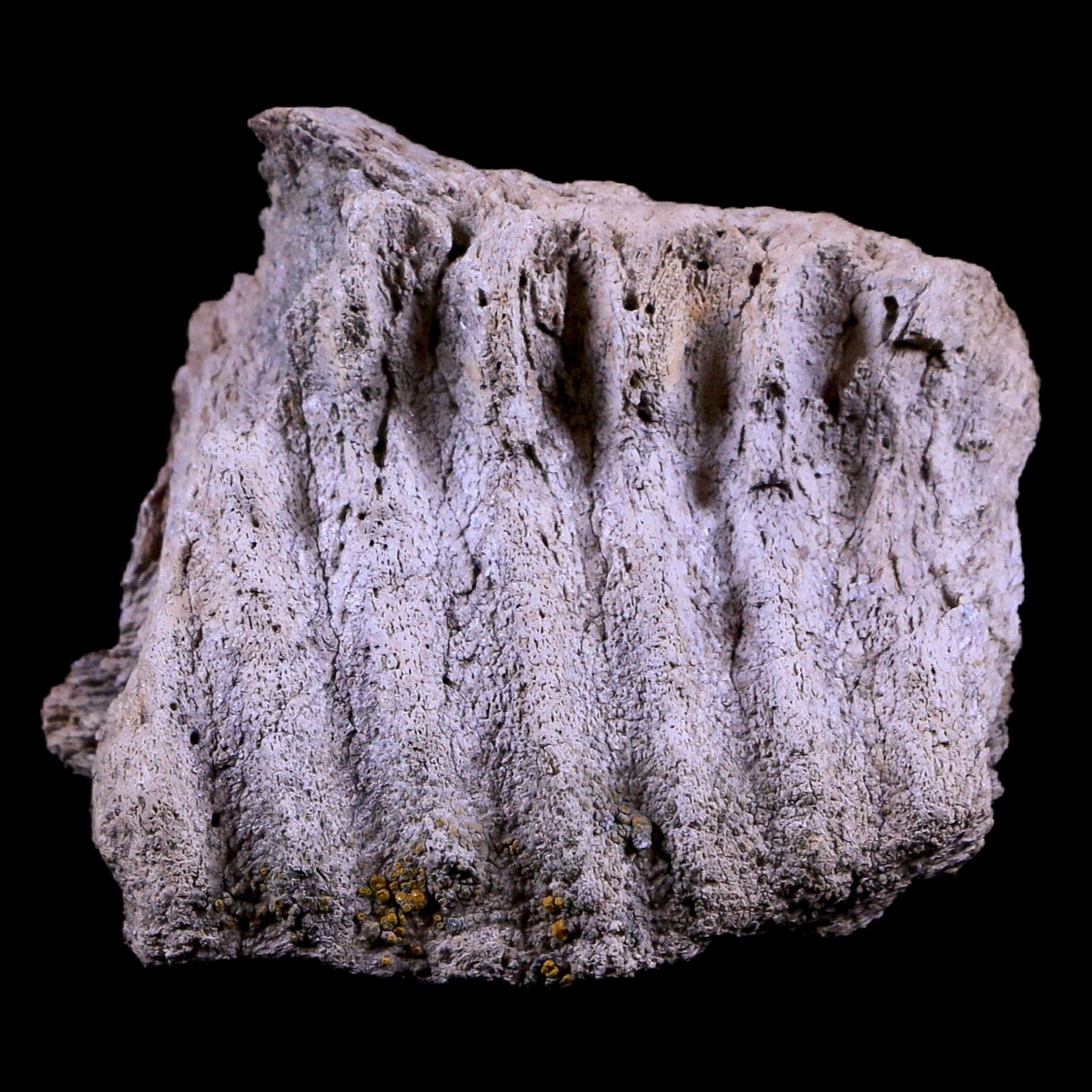 Authentic Gryposaurus Fossil Jaw Maxilla Bone - Duck-Billed Dinosaur Fossil from Judith River Formation, Montana - Includes COA - Perfect for Paleontology Collections, Educational Displays & Dinosaur Enthusiasts