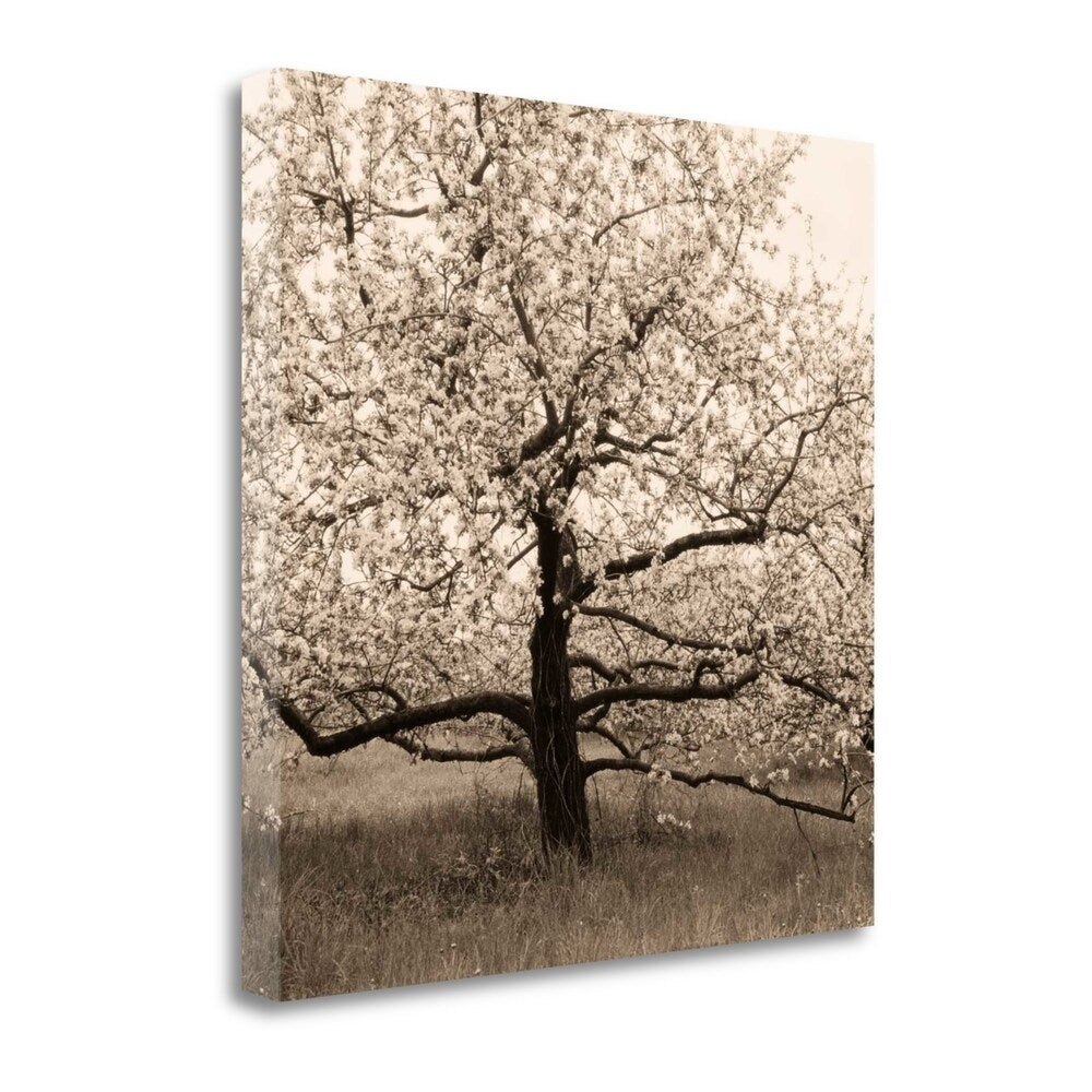Apple Tree in Bloom by Christine Triebert - Premium Giclee Print on Gallery Wrap Canvas - Perfect for Living Room, Bedroom & Office Wall Decor
