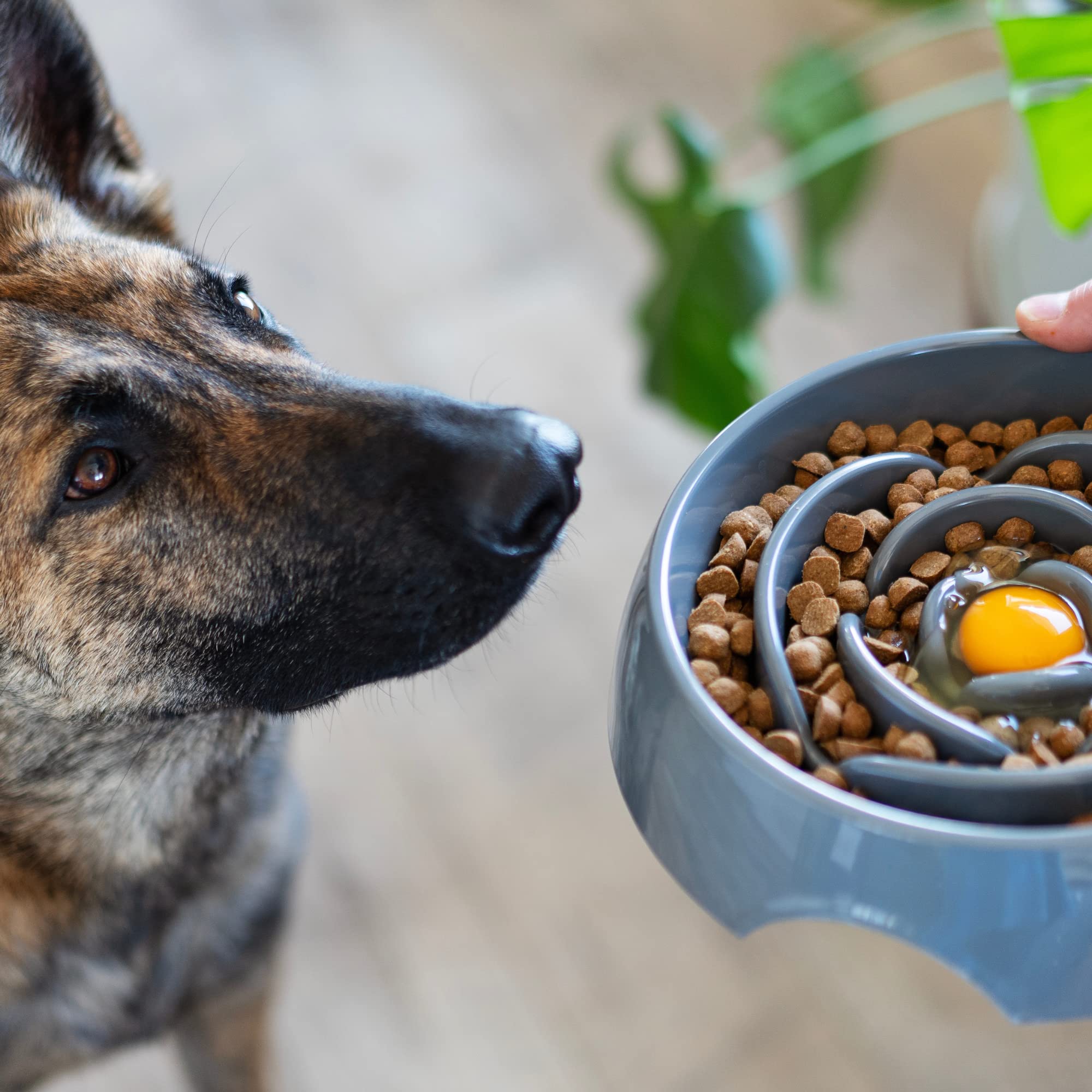 Messy Mutts Interactive Slow Feeder Dog Bowl - Fun Puzzle Feeder for Fast Eaters, Reduces Bloat & Improves Digestion - Perfect for Small, Medium & Large Dogs During Mealtime or Training Sessions