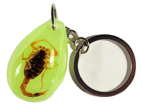 Golden Scorpion (Key Ring W/ Chain)
