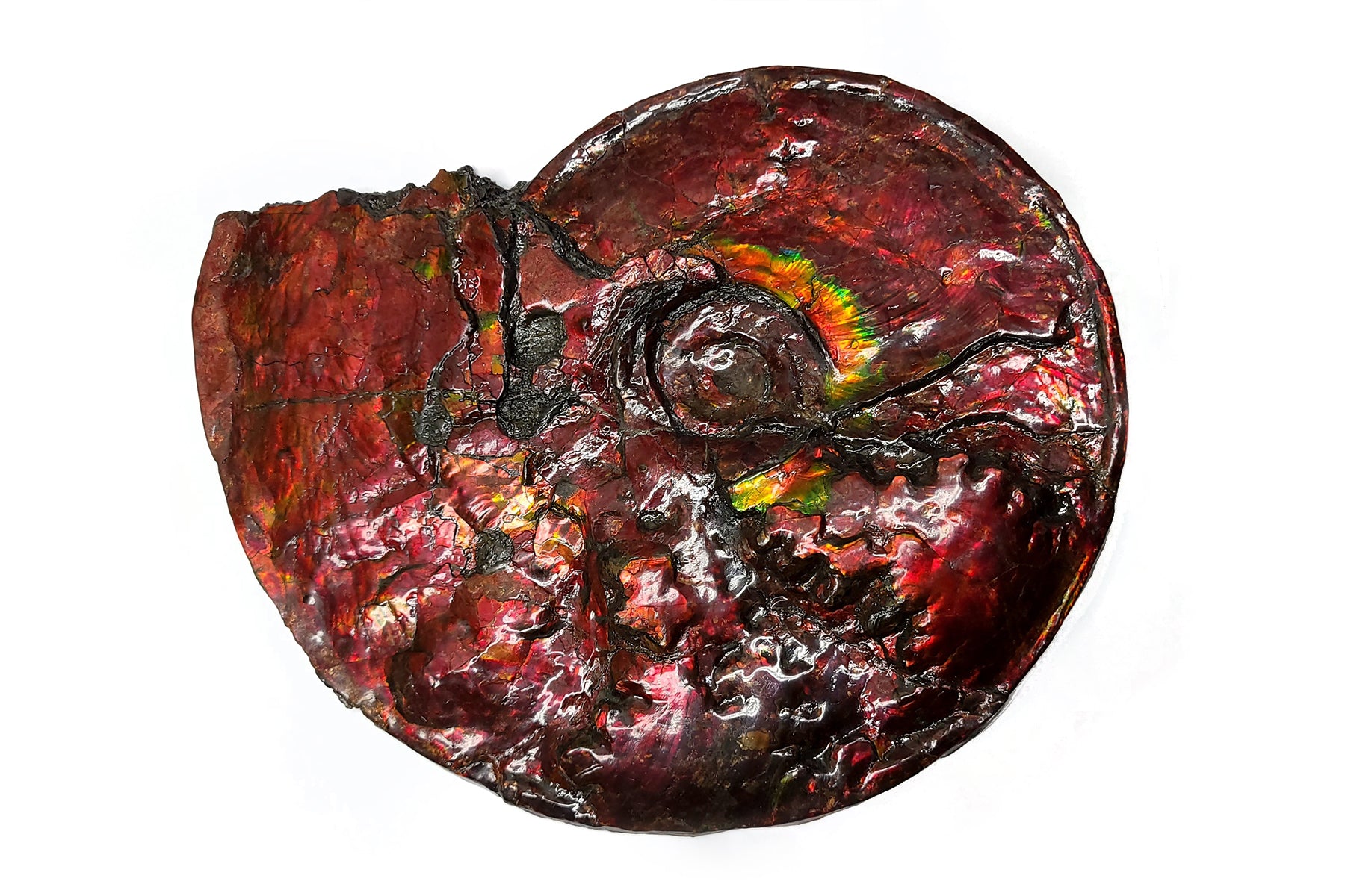Authentic Canadian Ammonite Fossil - Placenticeras sp. AMLF2234 | Rare Natural Specimen for Collectors, Home Decor & Educational Display