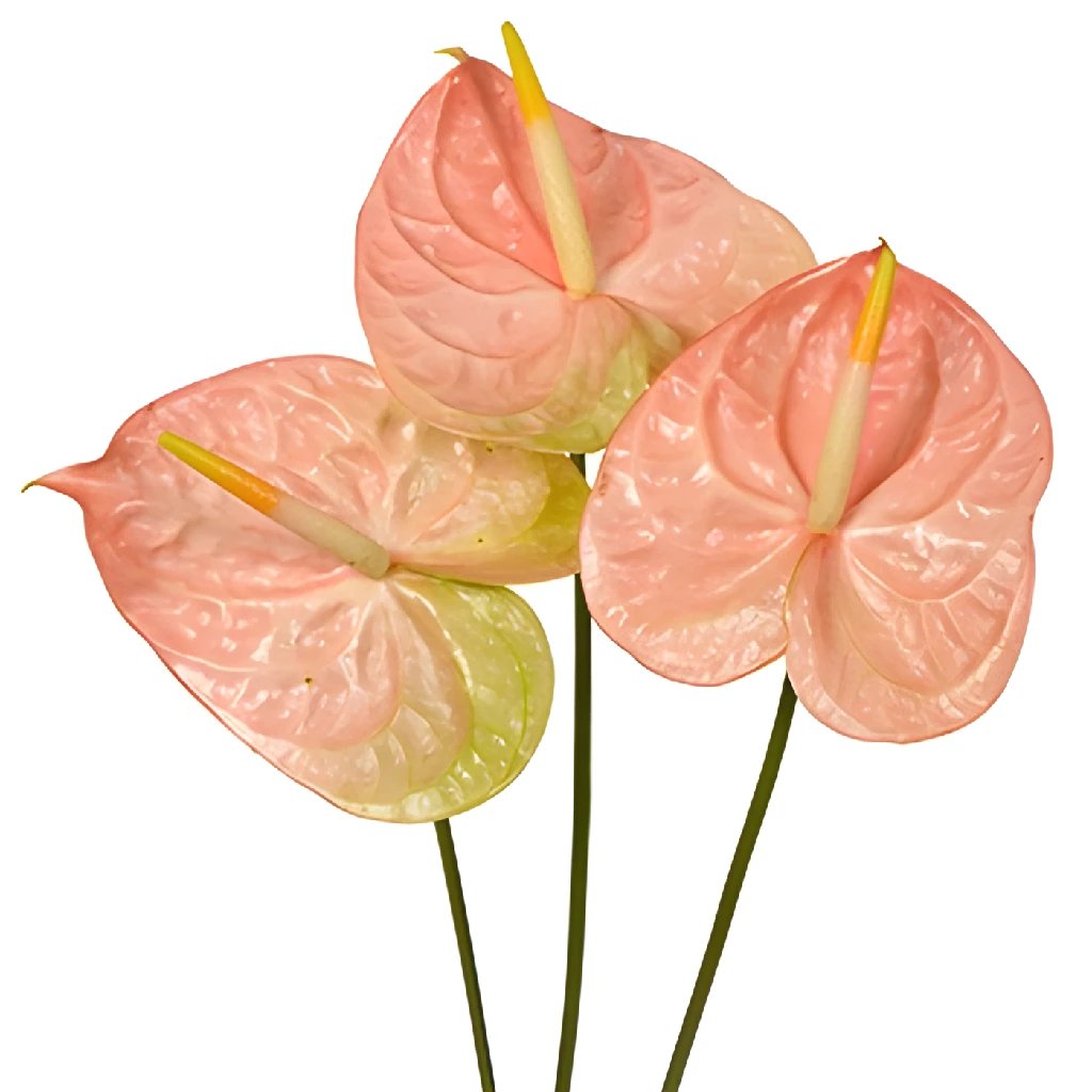 Anthurium Peachcicle Tropical Flower - Exotic Live Houseplant for Home & Office Decor - Perfect for Indoor Gardens, Gifts, and Tropical Themes