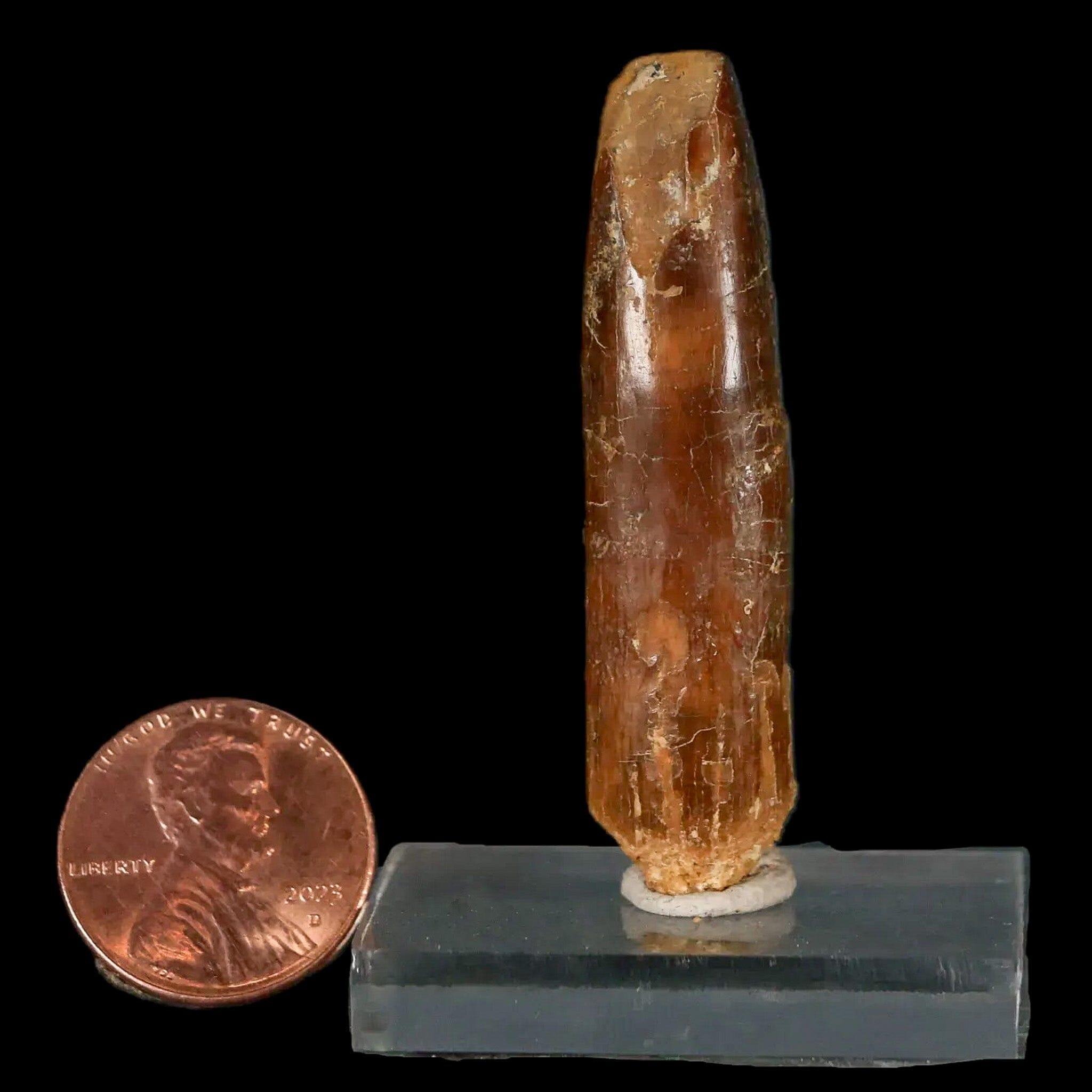 2 Authentic Rebbachisaurus Sauropod Dinosaur Fossil Teeth - Early Cretaceous Period - Includes COA - Perfect for Paleontology Collections & Educational Displays