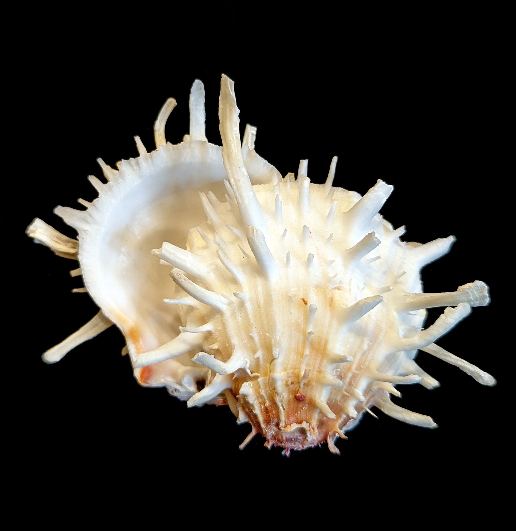 Pacific Spiny Oyster Shells for Jewelry Making - Natural Pearly Shell Beads for DIY Crafts, Necklaces & Earrings - Perfect for Beach-Themed Jewelry and Boho Fashion Accessories