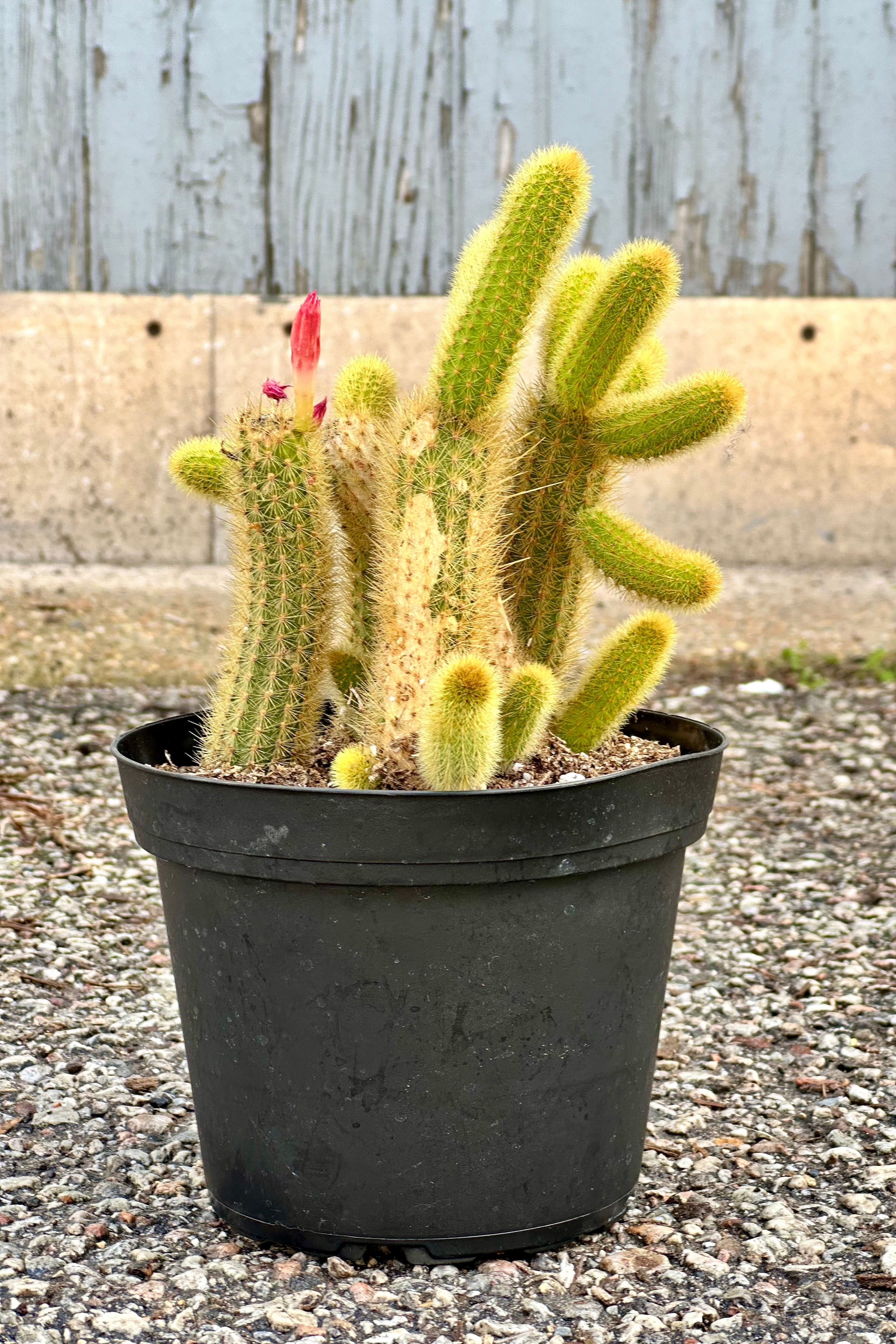 Cleistocactus Colademononis - 6 Inch Monkey Tail Cactus for Home & Office Decor | Low Maintenance Indoor Succulent Plant for Desktops, Shelves, and Gift Ideas