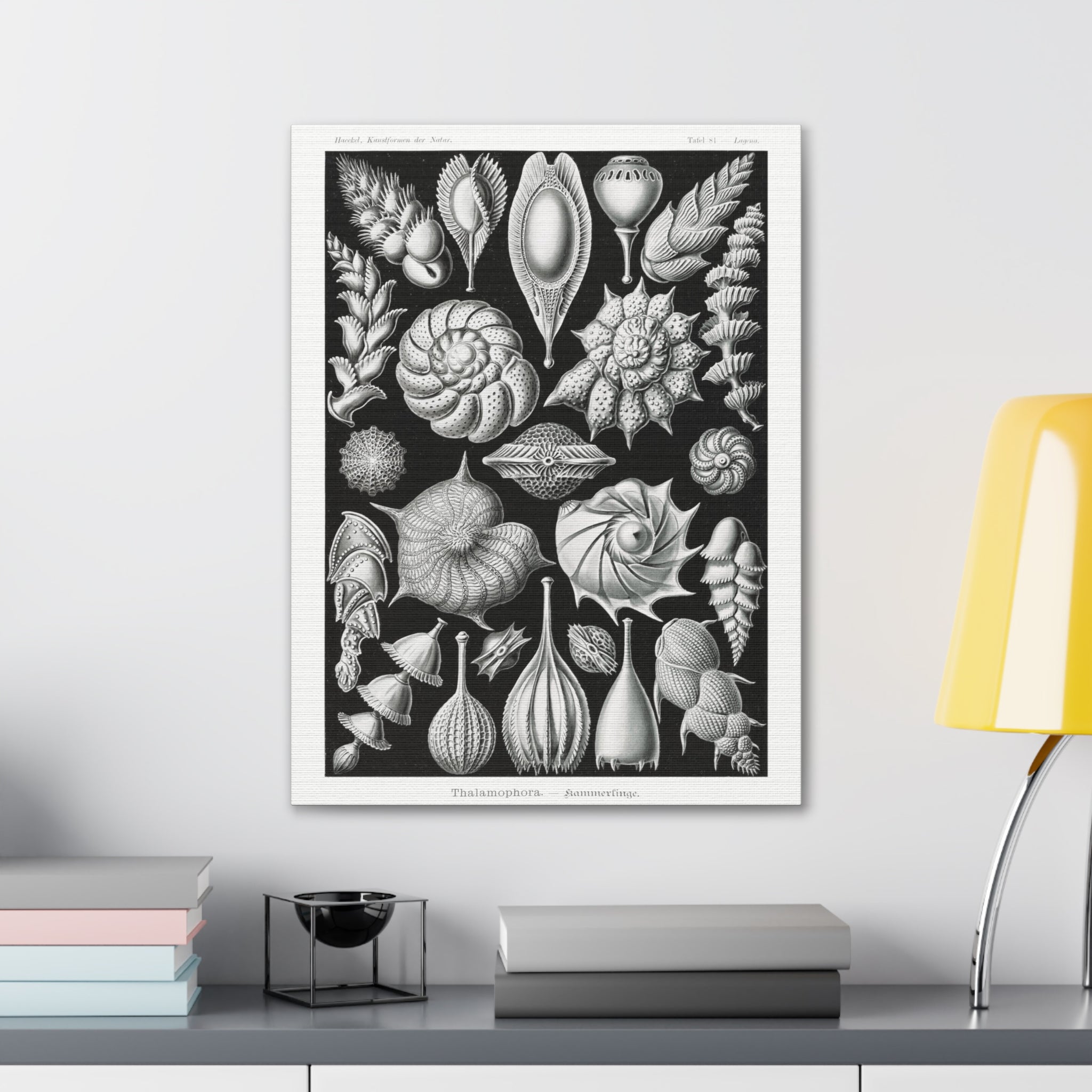 Ernst Haeckel Thalamophora Kammerlinge Art Print - Premium Canvas Wall Decor for Living Room, Bedroom & Office