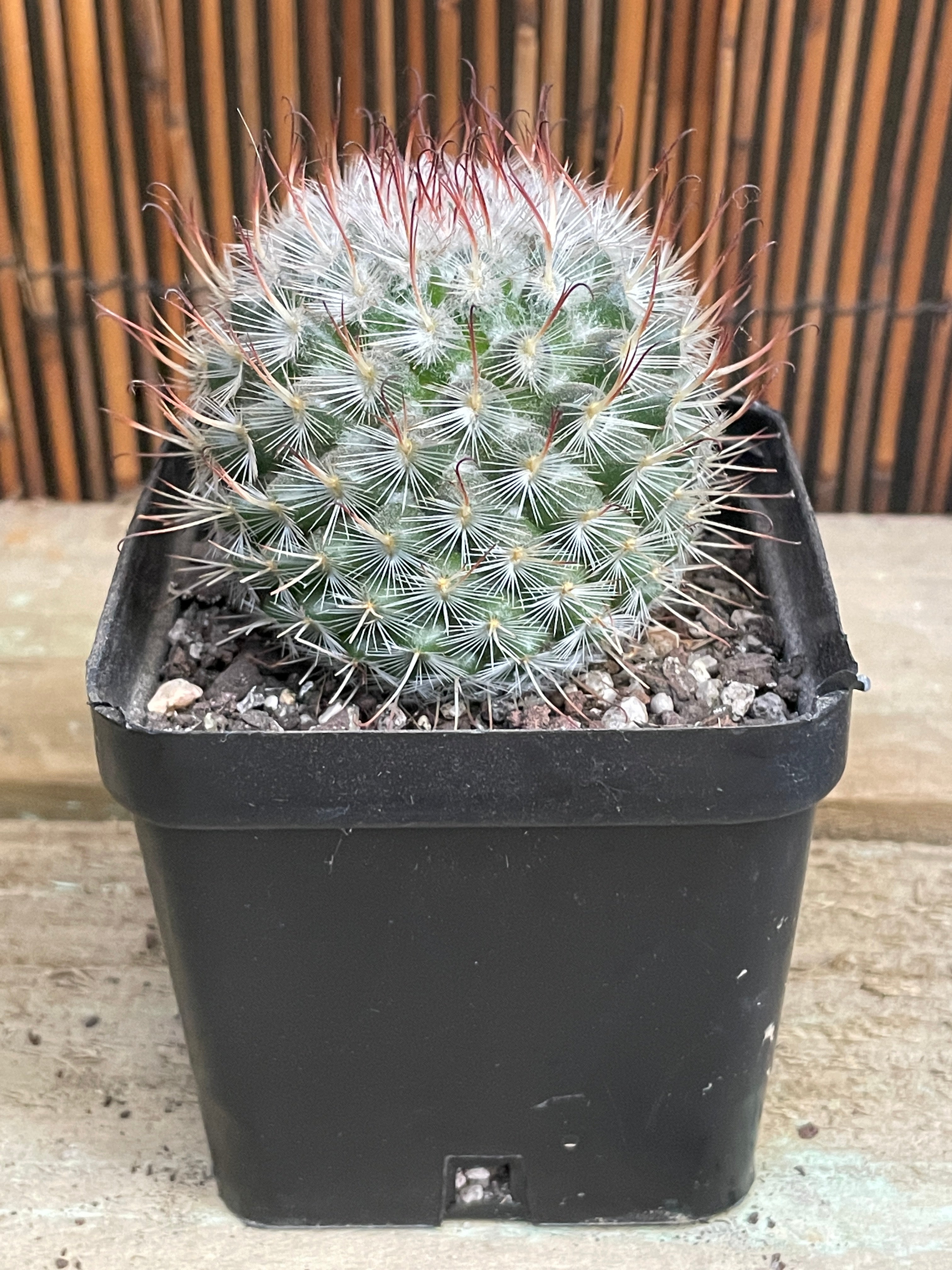 Buy Mammillaria Bombycina Cactus Online - Rare & Beautiful Potted Succulent Plant for Home & Office Decor | Perfect for Windowsills, Desks, and Gift Giving