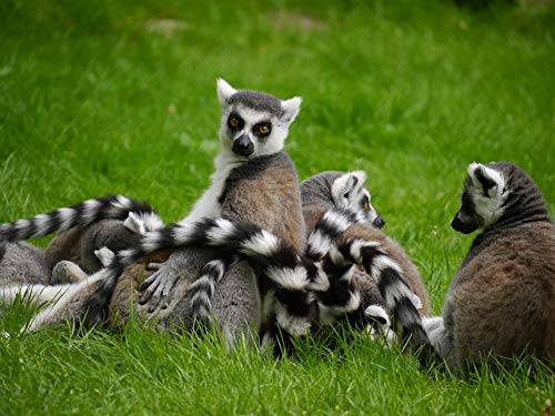 Madagascar Lemur Young Animal Grass Laminated Poster - 20x30 Inch Bright Colors Vivid Imagery - Perfect for Home Decor, Kids Room & Office Wall Art - Fits Standard Frames