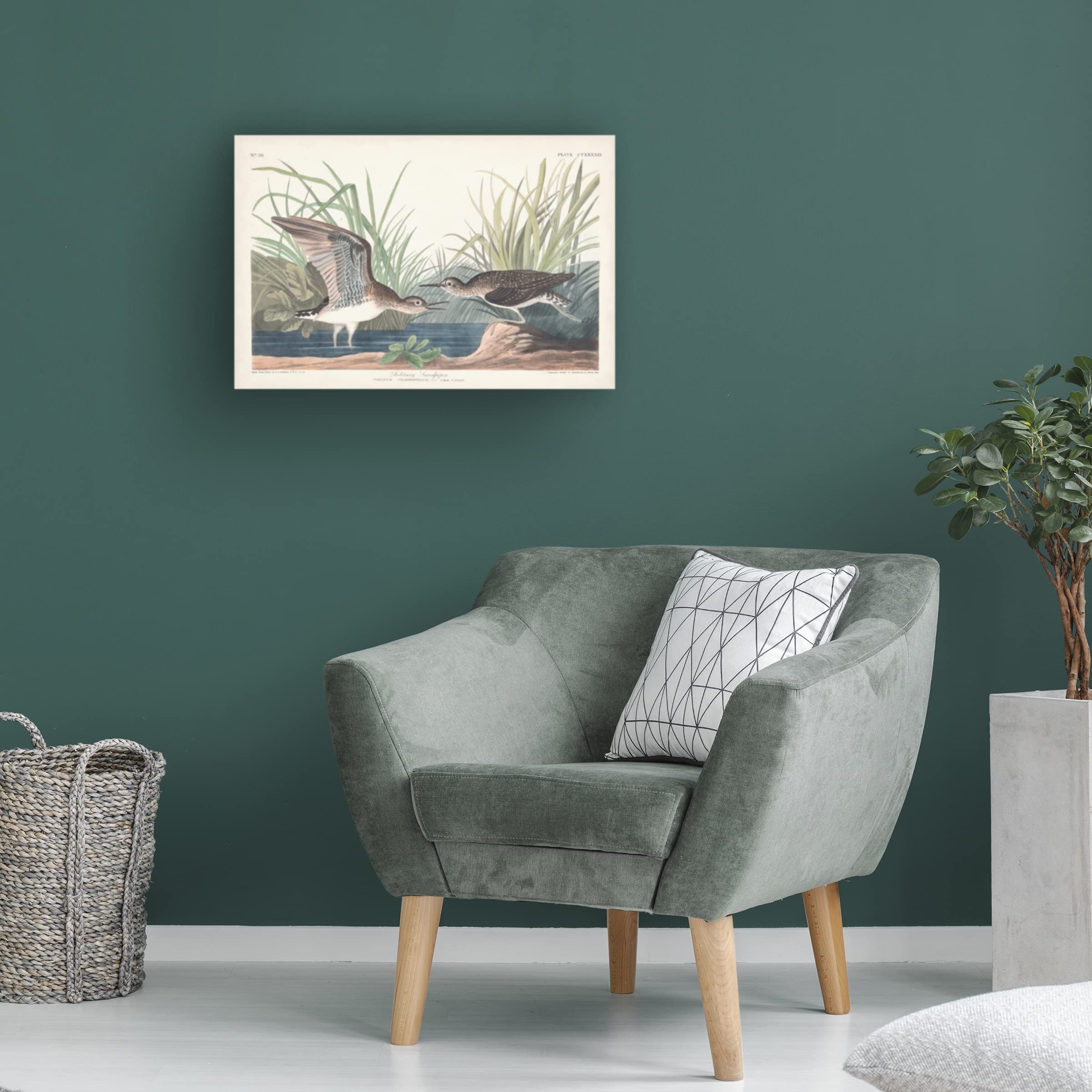 John James Audubon 'Solitary Sandpiper' Canvas Art Print - 22x32 Inches - Wildlife Bird Wall Decor for Living Room, Bedroom & Office - Trademark Fine Art Collection