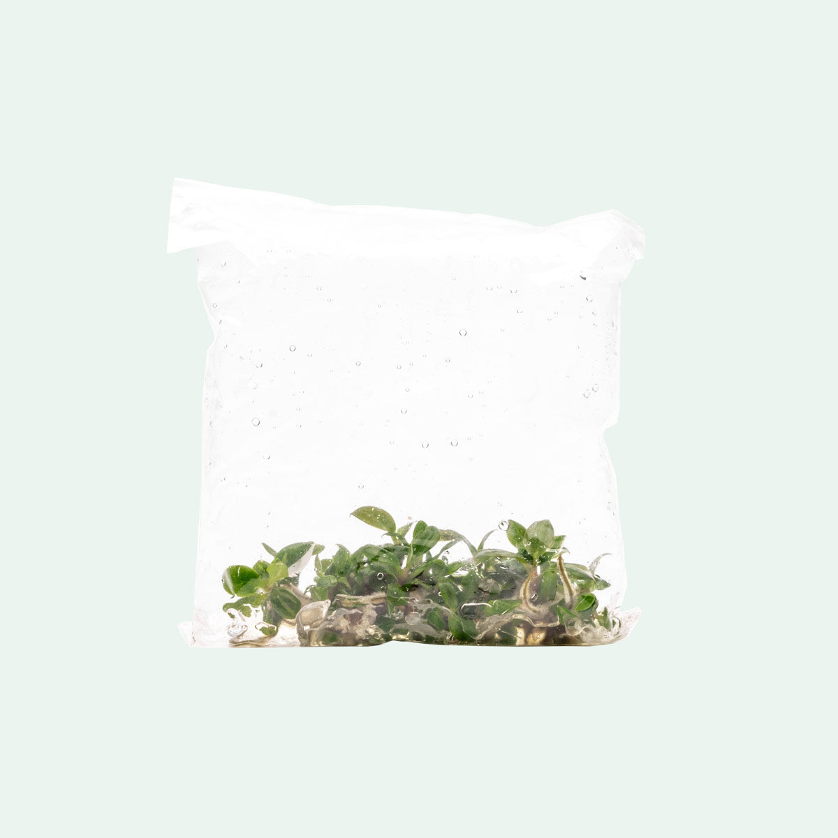 Philodendron White Knight - Rare Variegated Houseplant for Home & Office Decor | Perfect for Indoor Gardening & Plant Lovers