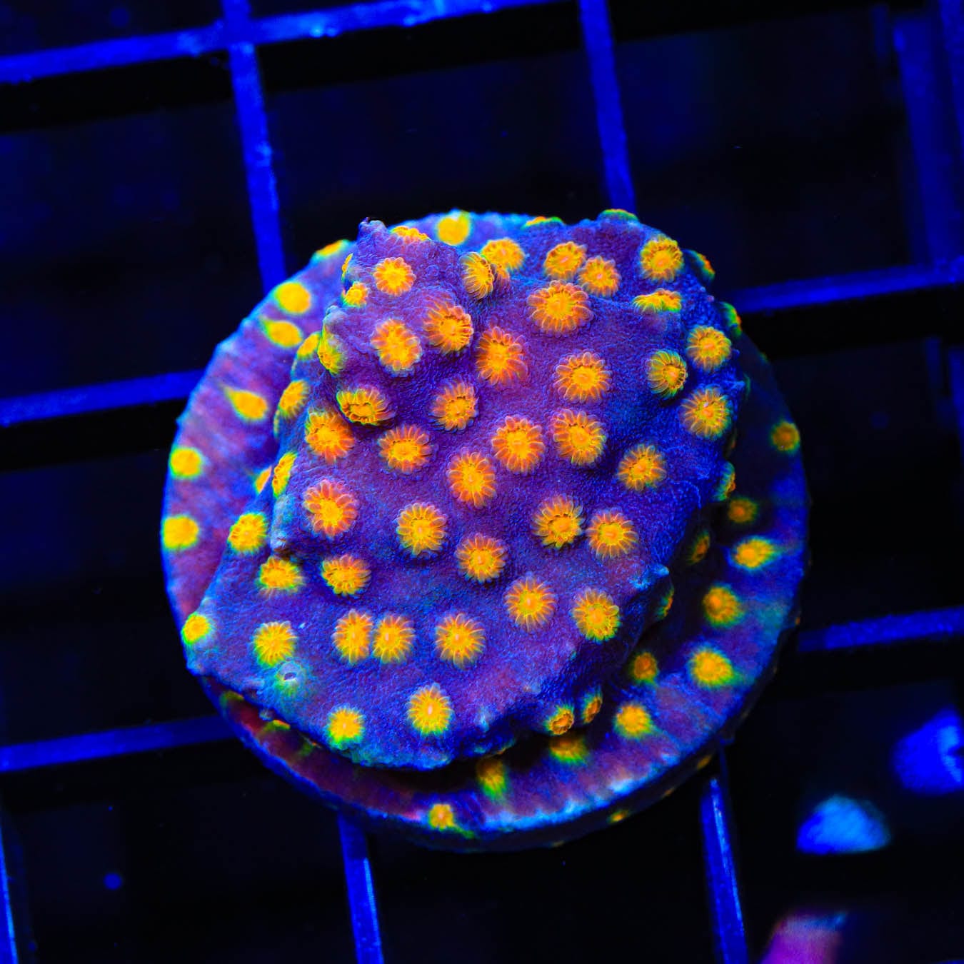 CB Monet Madness Cyphastrea Coral - Premium Saltwater Aquarium Coral for Reef Tanks | Perfect for Marine Aquascaping and Coral Frag Propagation