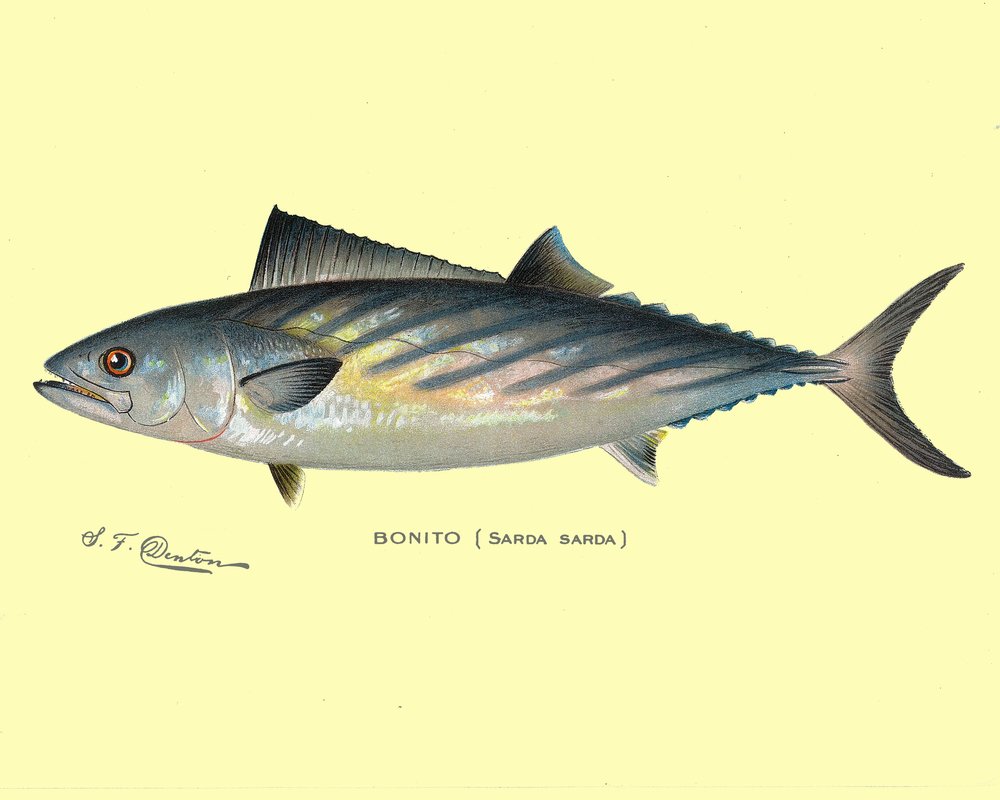 Bonito Fish Art Print - High-Quality Giclee Gallery Wall Decor (16x24 Inches) - Perfect for Home, Office & Travel Themed Interior Design