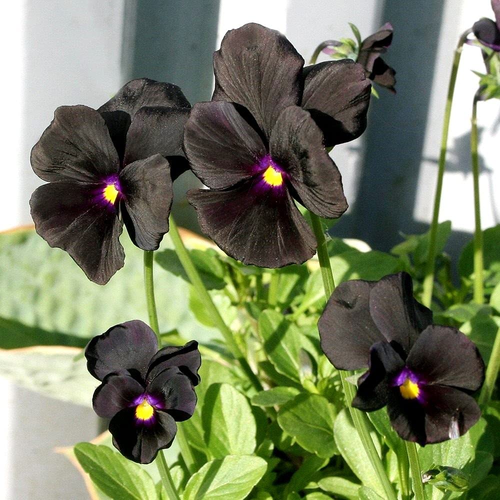 40+ Black Pansy Clear Crystals Viola Wittrockiana Seeds - Unique Long Flowering Plant for Garden, Balcony & Landscaping | Easy to Grow Perennial Flowers for Home Decor & Outdoor Planting