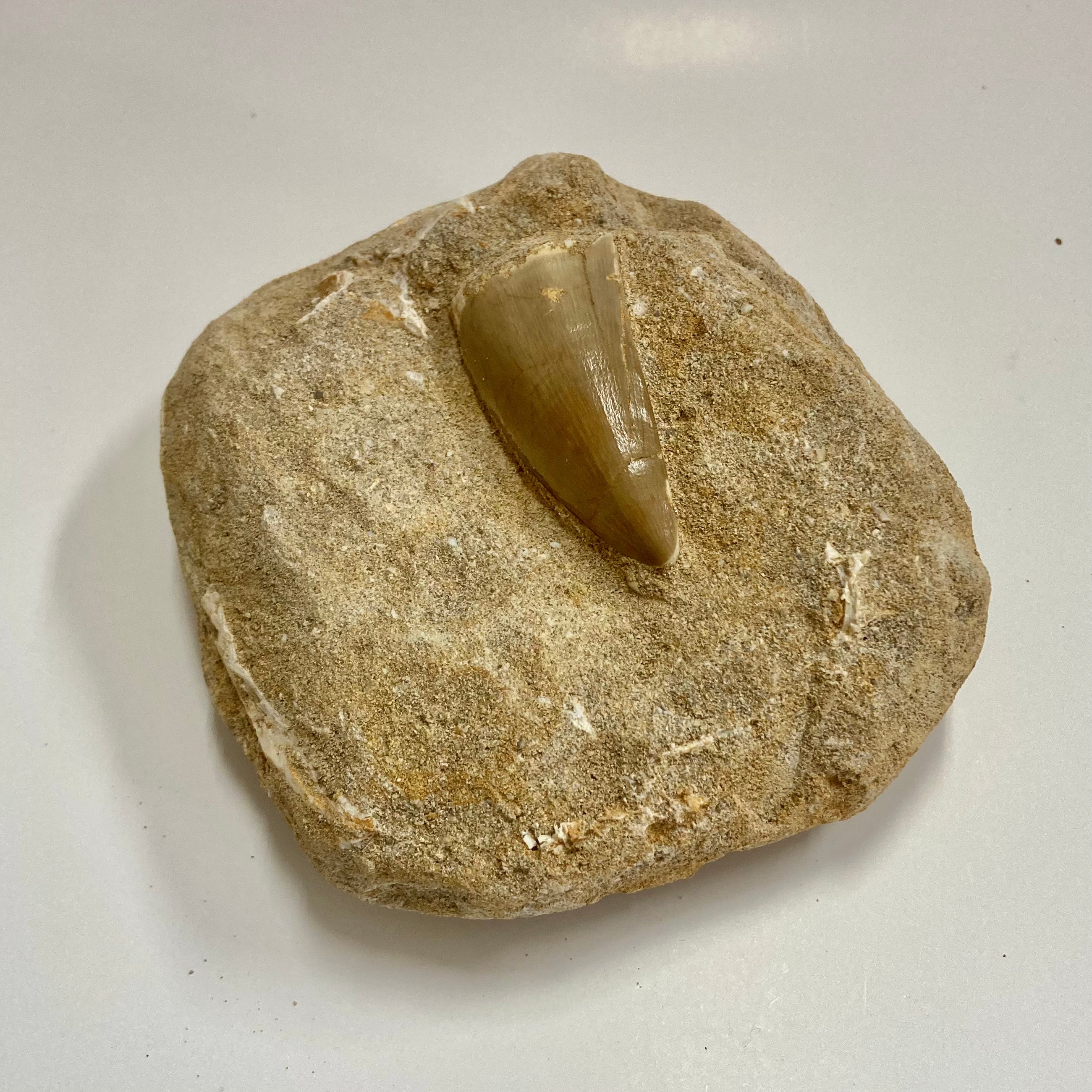 Authentic Mosasaur Tooth Fossil - Genuine Prehistoric Dinosaur Teeth for Collectors, Paleontology Enthusiasts & Home Decor | Perfect for Display Cases, Educational Projects & Unique Gifts
