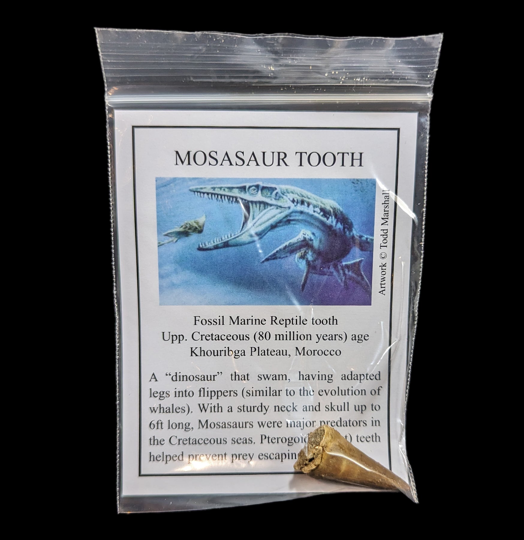 Authentic Mosasaur Tooth Fossil with Display Card - Perfect for Collectors, Paleontology Enthusiasts & Home Decor
