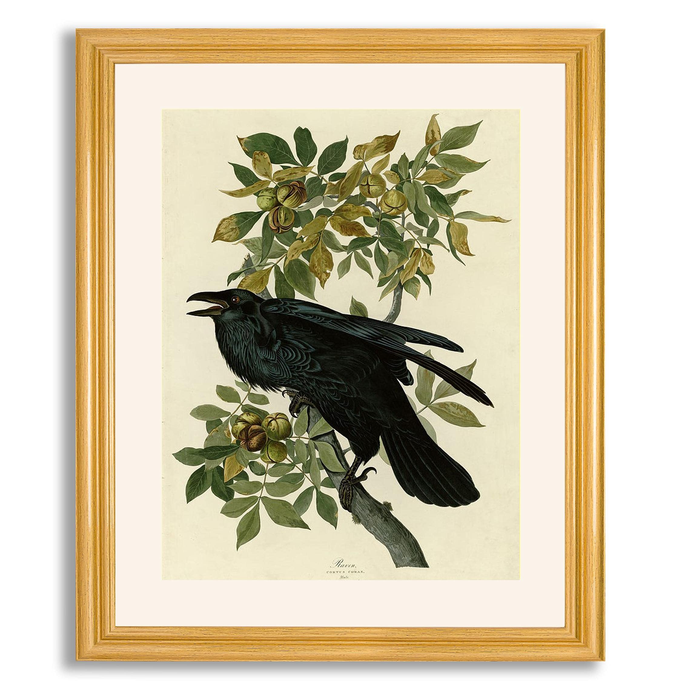 Raven by James Audubon Framed Wall Art Print - Premium Gallery-Quality Bird Painting Reproduction in Wood Frame | Home & Office Decor for Bedroom, Living Room, Study | Perfect for Nature Lovers & Classic Art Enthusiasts