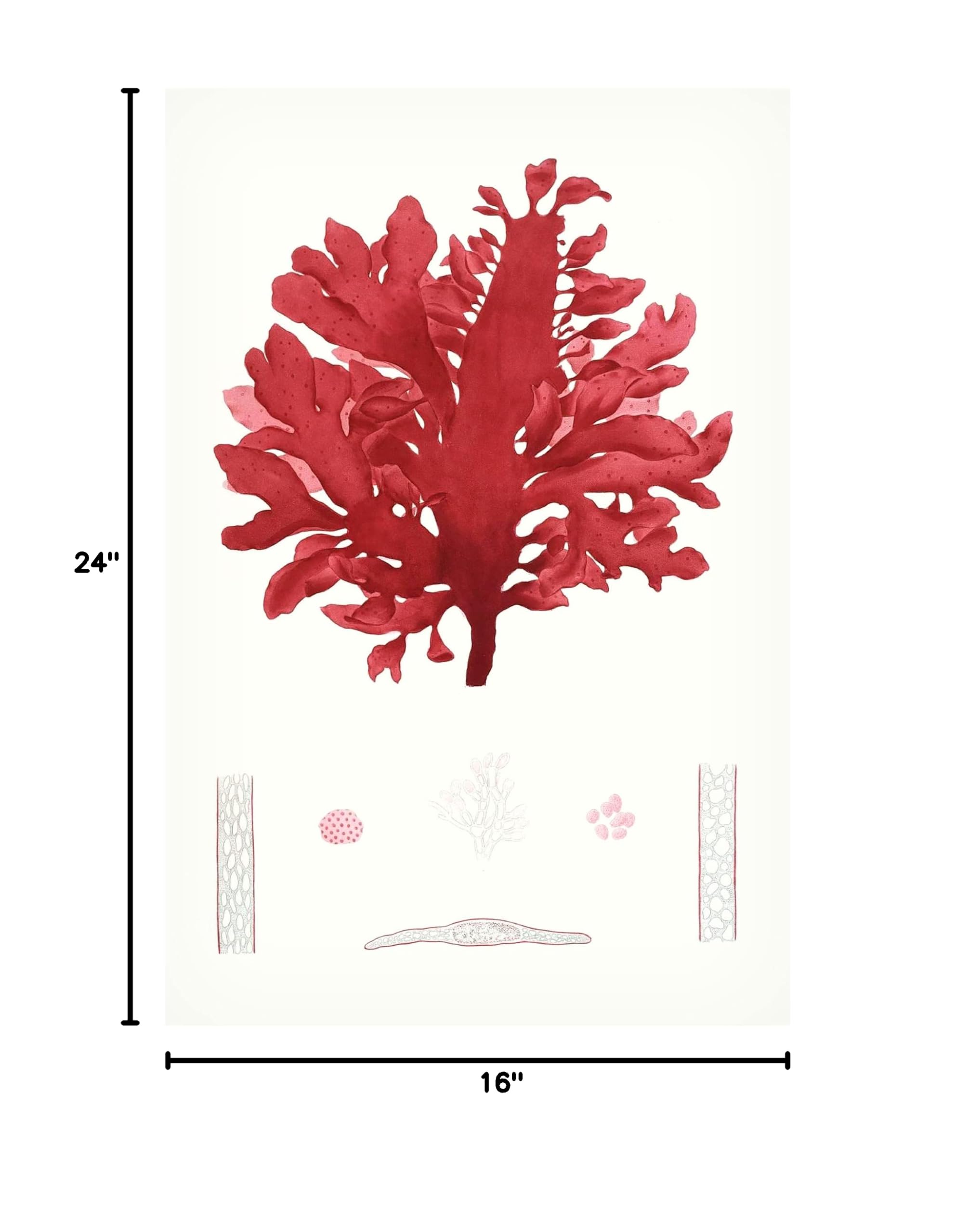 Striking Seaweed I Canvas Wall Art Print by Vision Studio - Modern Coastal Home Decor for Living Room, Bedroom & Office