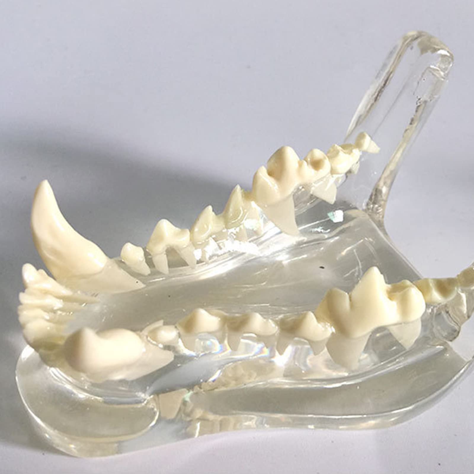 QQXX Clear Resin Openable Dog Teeth Dental Model - Canine Jaw Oral Anatomy for Veterinary Dentists & Patient Education | Veterinary Clinic, Dental School & Pet Owner Training Tool