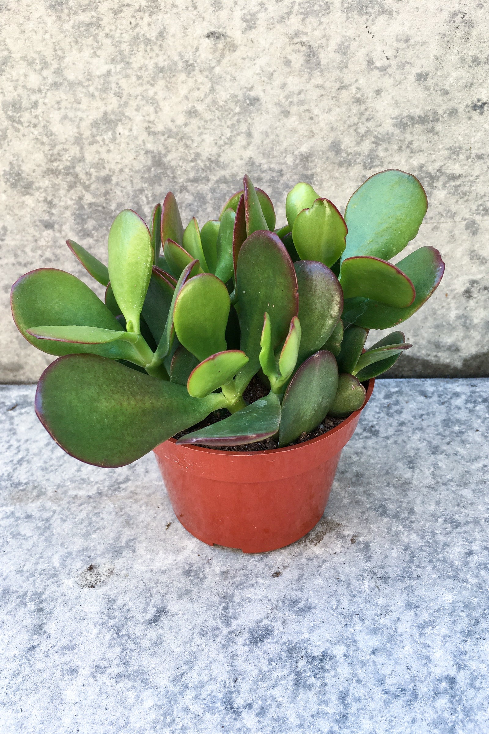 Crassula Ovata Jade Plant - Live Succulent for Home & Office Decor - Perfect for Indoor Gardening, Gifts, and Feng Shui