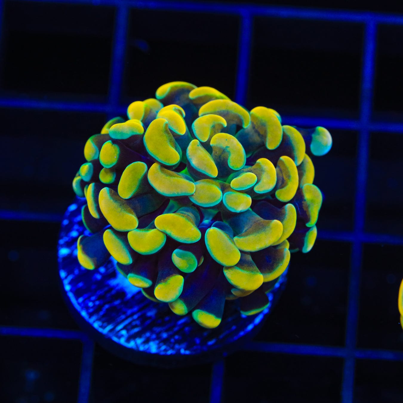 Electro Hammer Coral - High-Quality Marine Aquarium Coral for Reef Tanks | Perfect for Saltwater Fish Tanks & Coral Propagation