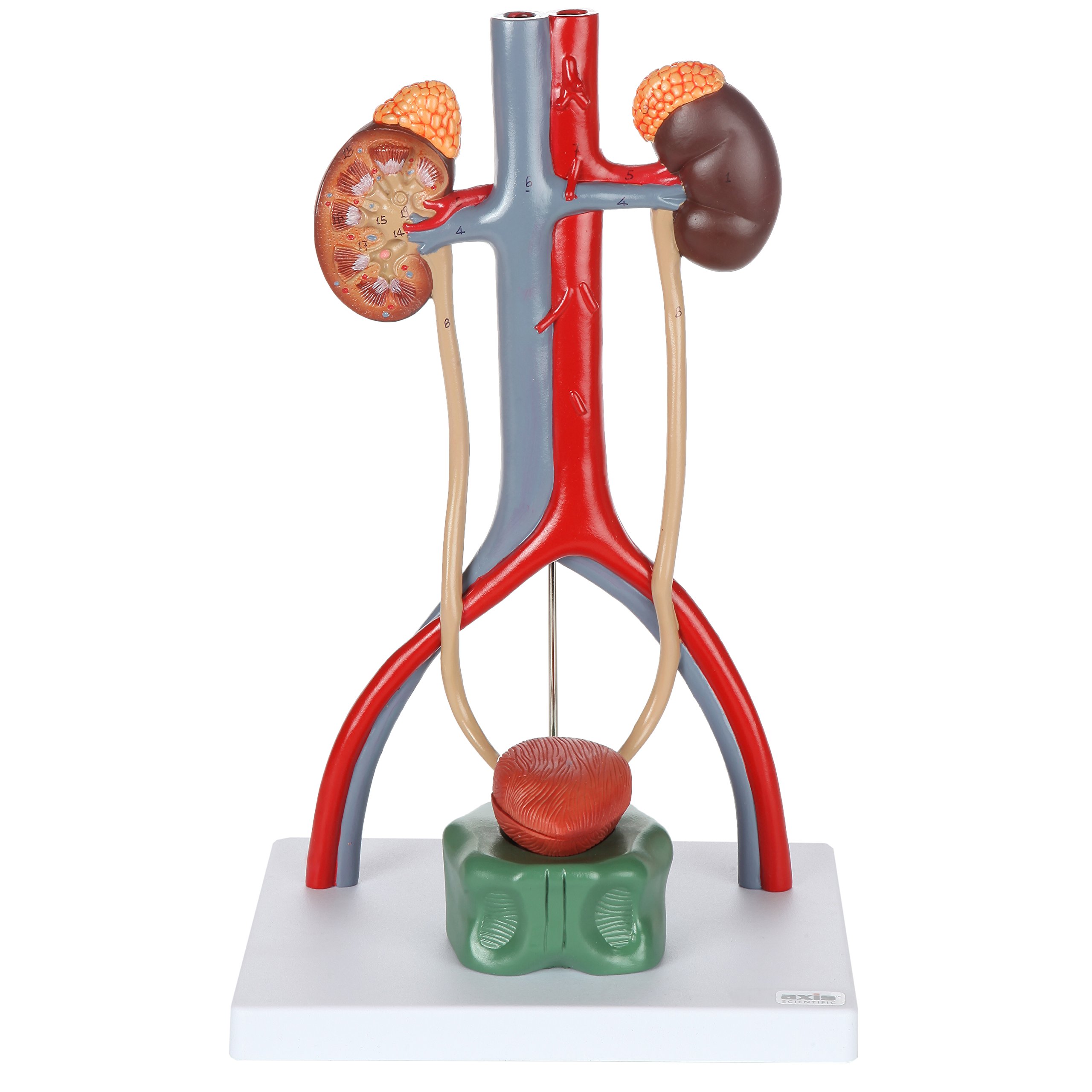 Axis Scientific Male Urinary System Anatomy Model - Detailed Kidneys with Adrenal Glands, Ureters & Bladder - Includes Instruction Manual - Perfect for Medical Students, Doctors & Biology Classrooms