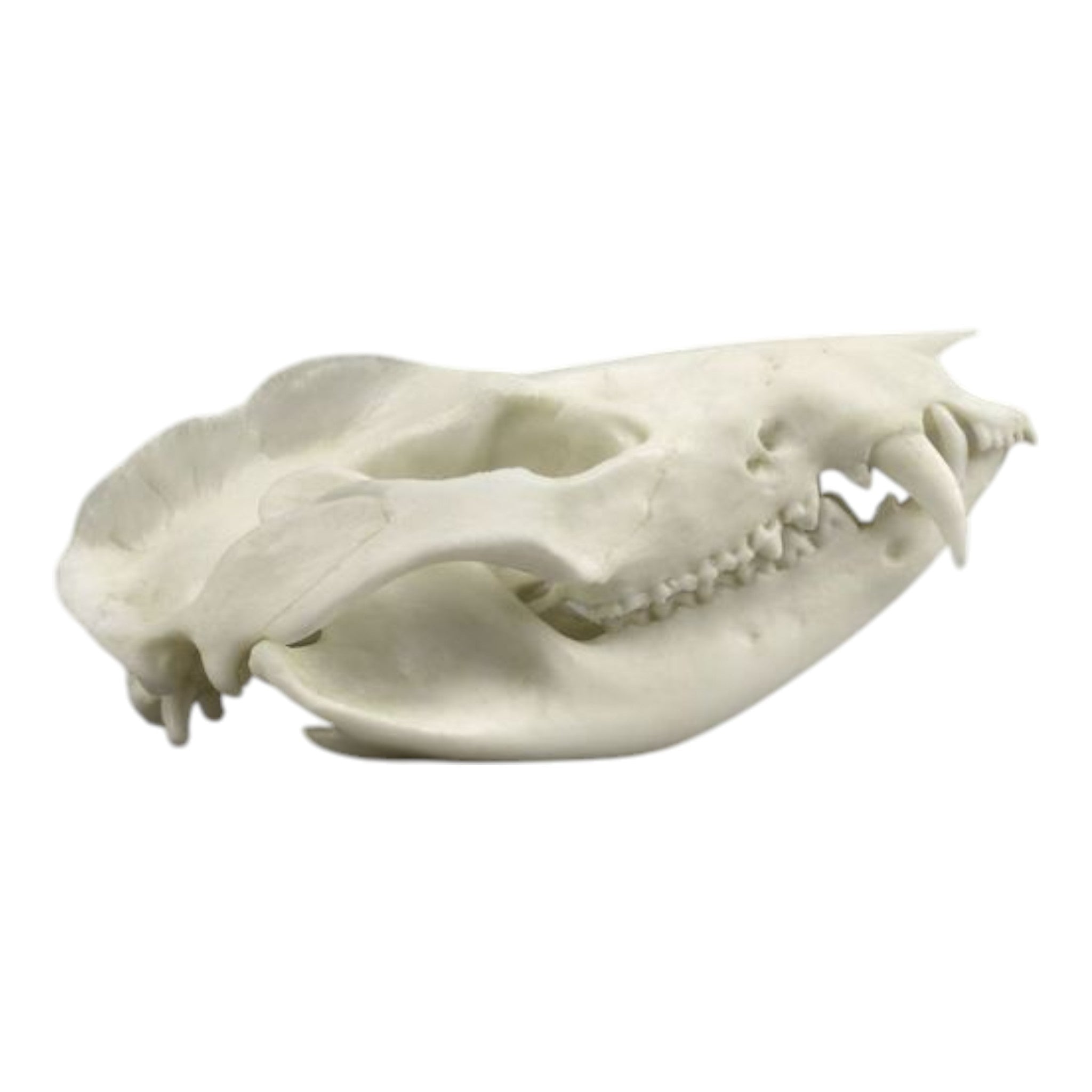 Authentic Replica American Opossum Skull - High-Quality Educational Specimen for Science Class, Halloween Decor & Taxidermy Display