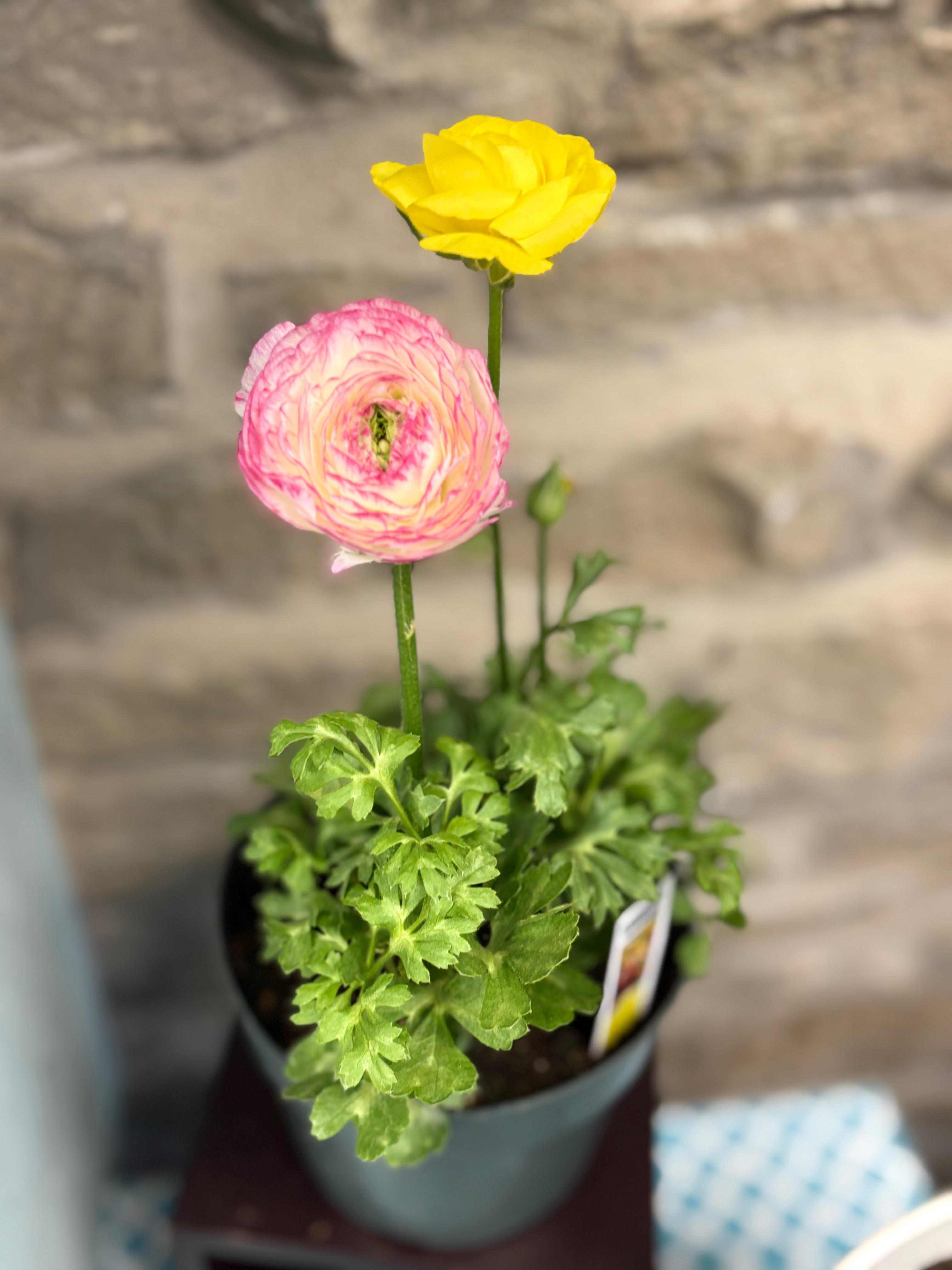 6 Inch Assorted Color Potted Ranunculus Flowers - Perfect for Home Decor, Wedding Centerpieces & Garden Planting