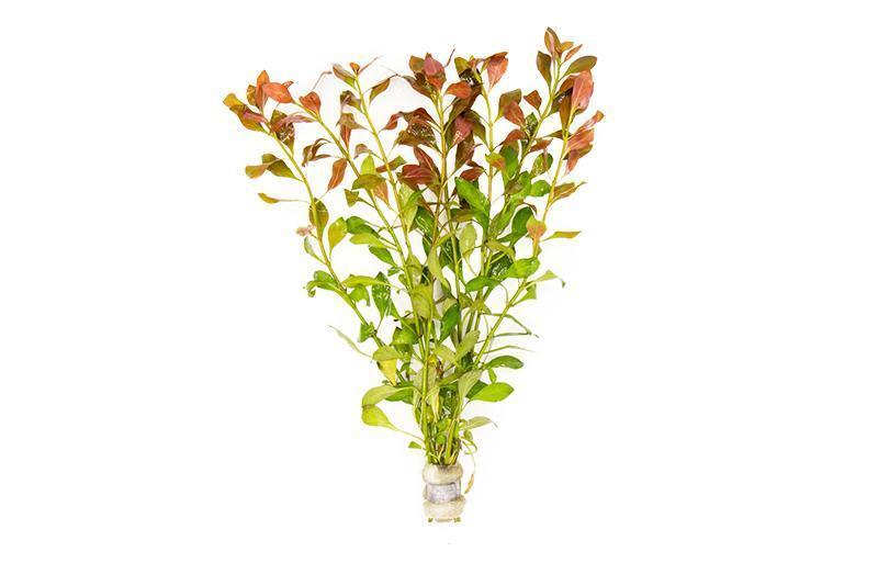 TCulture Ludwigia Repens Aquatic Plant (Potted) - Perfect for Freshwater Aquariums, Fish Tanks & Aquascaping