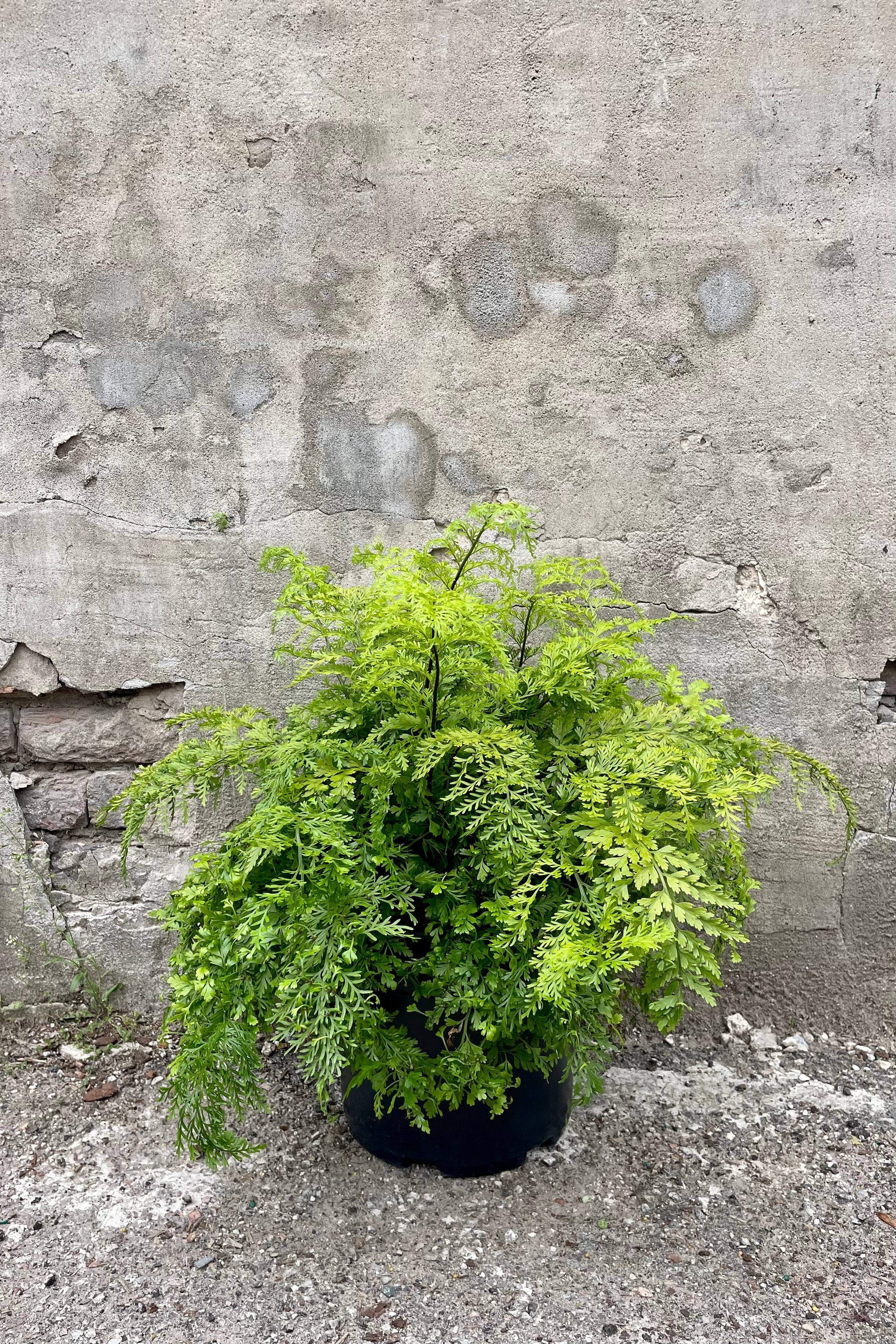 Buy Asplenium Bulbiferum Mother Fern - 10 Live Plants for Indoor & Outdoor Gardening | Perfect for Home Decor, Office Spaces & Landscaping