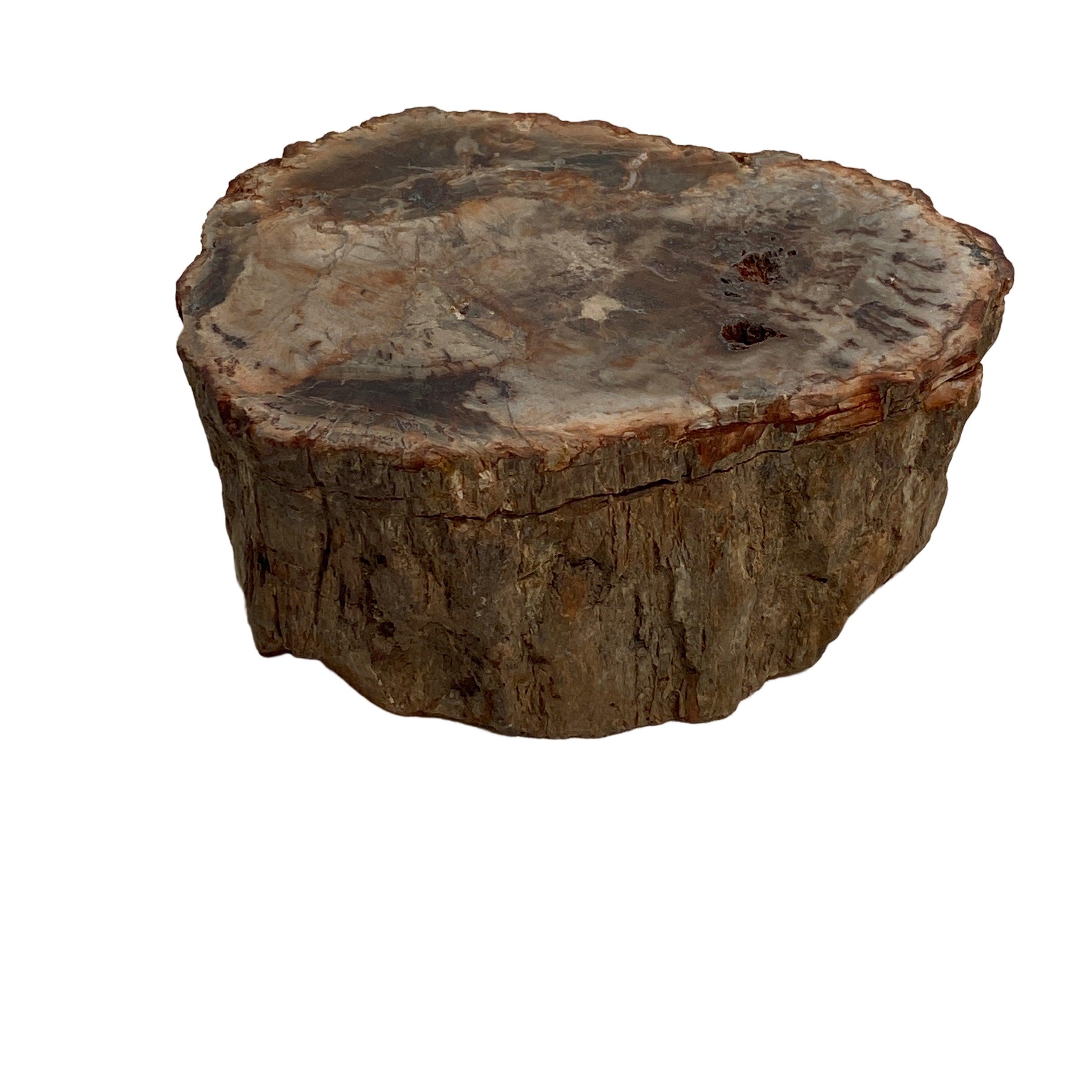 Natural Petrified Wood Slab - Semi-Polished PTW 07 for Home Decor & Mineral Collection | Perfect for Coffee Tables, Wall Art, and Geology Displays